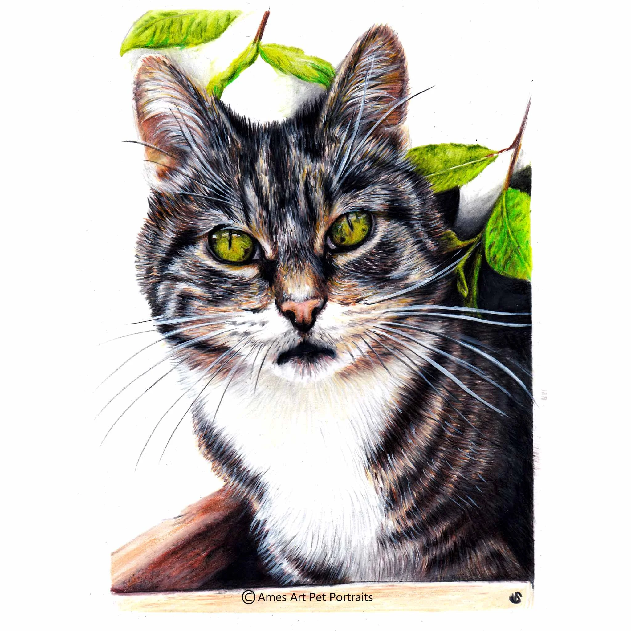 'Jess' - IRE, 8.5x 11.7 inches, 2017, Colour Pencil Cat Portrait by Sema Martin
