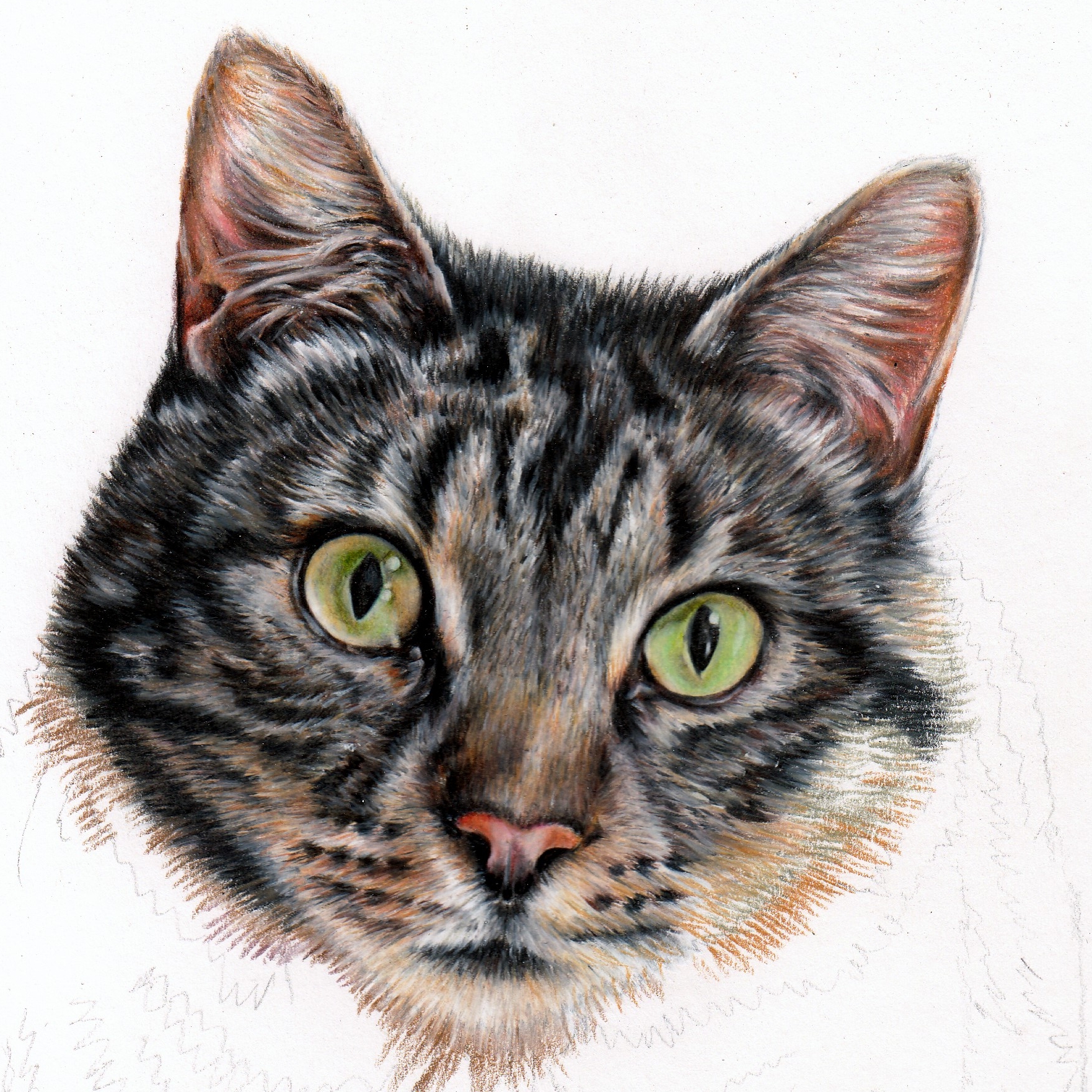 Vector color sketch fluffy Maine Coon cat, Canvas Print | Barewalls Posters  & Prints | bwc14644221