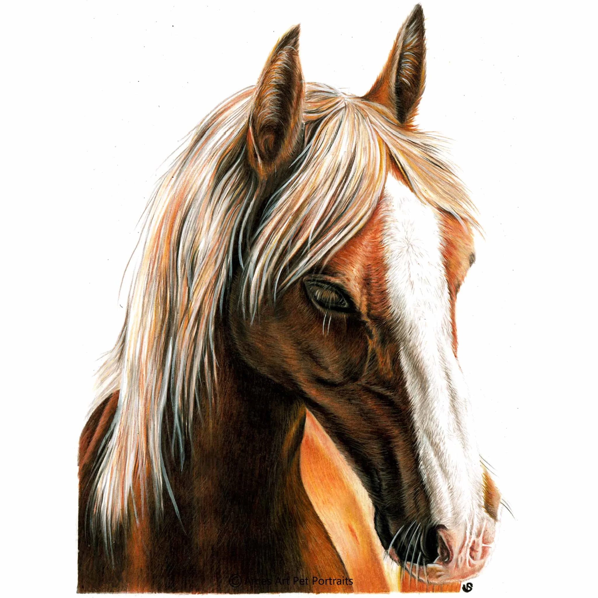 Realistic Drawing Of Horse