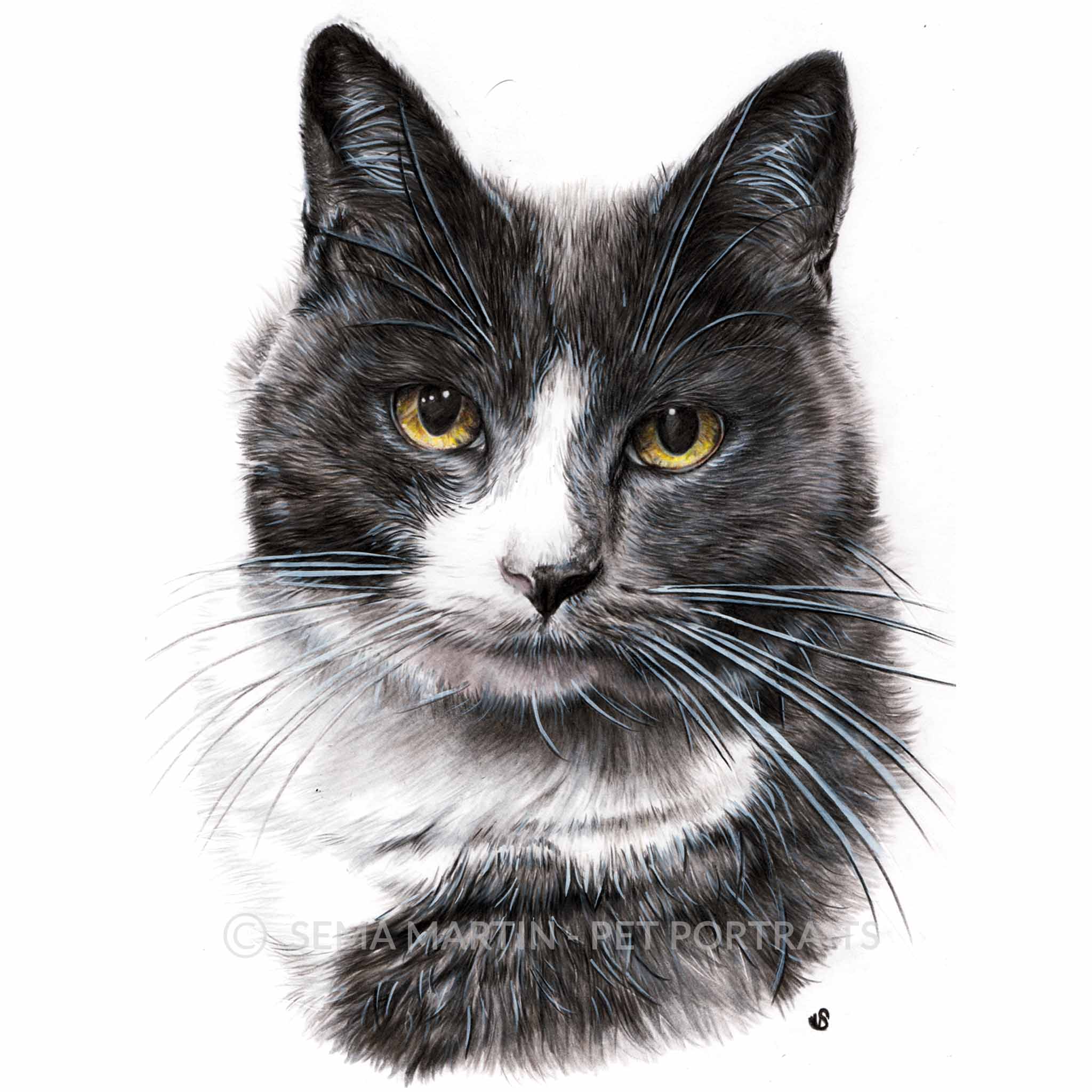 Drawing of Charlie the grey and white cat from Victoria, Australia (Copy)