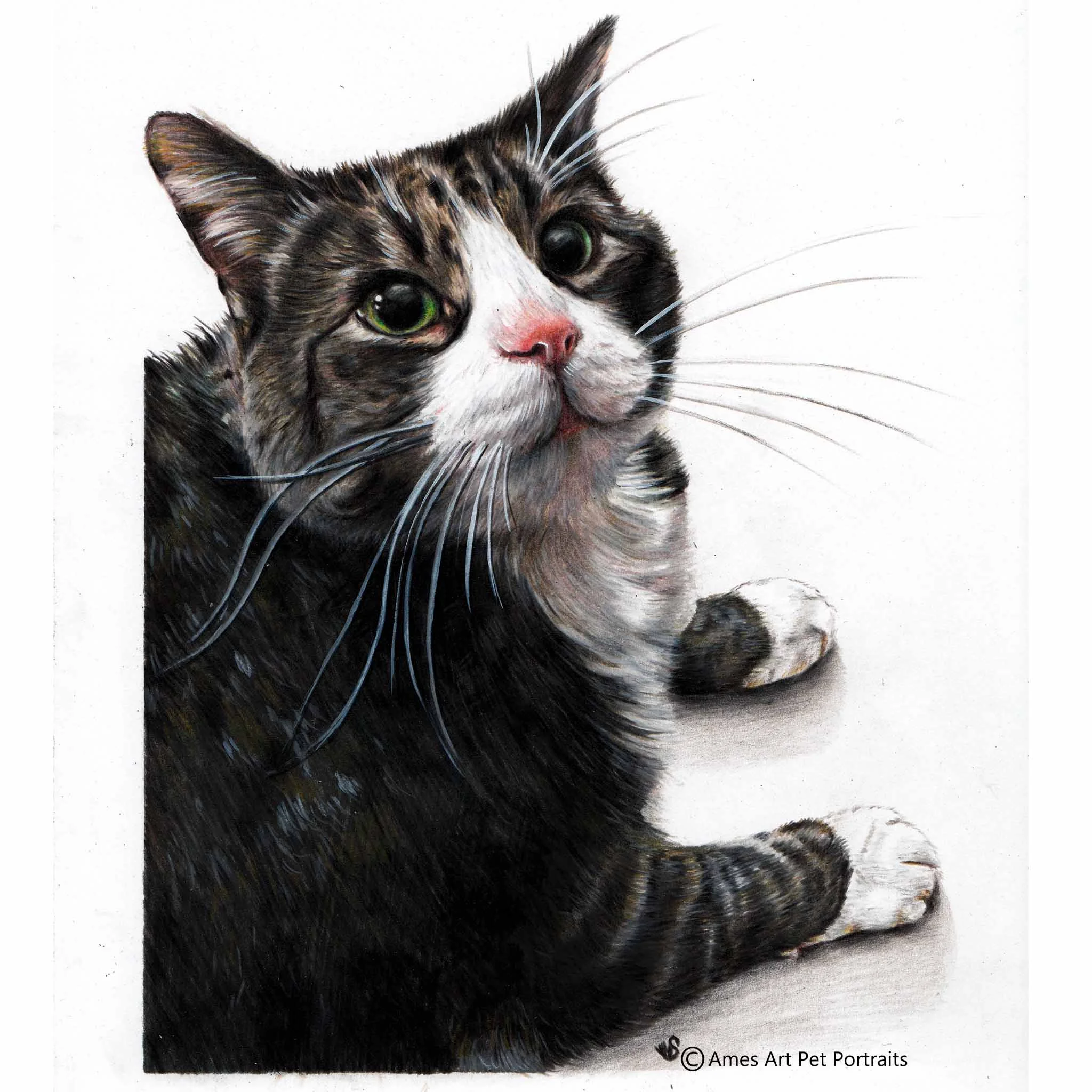 'Brisket' - USA, 8.5 x 11.7 in, 2017, Color Pencil Cat Portrait