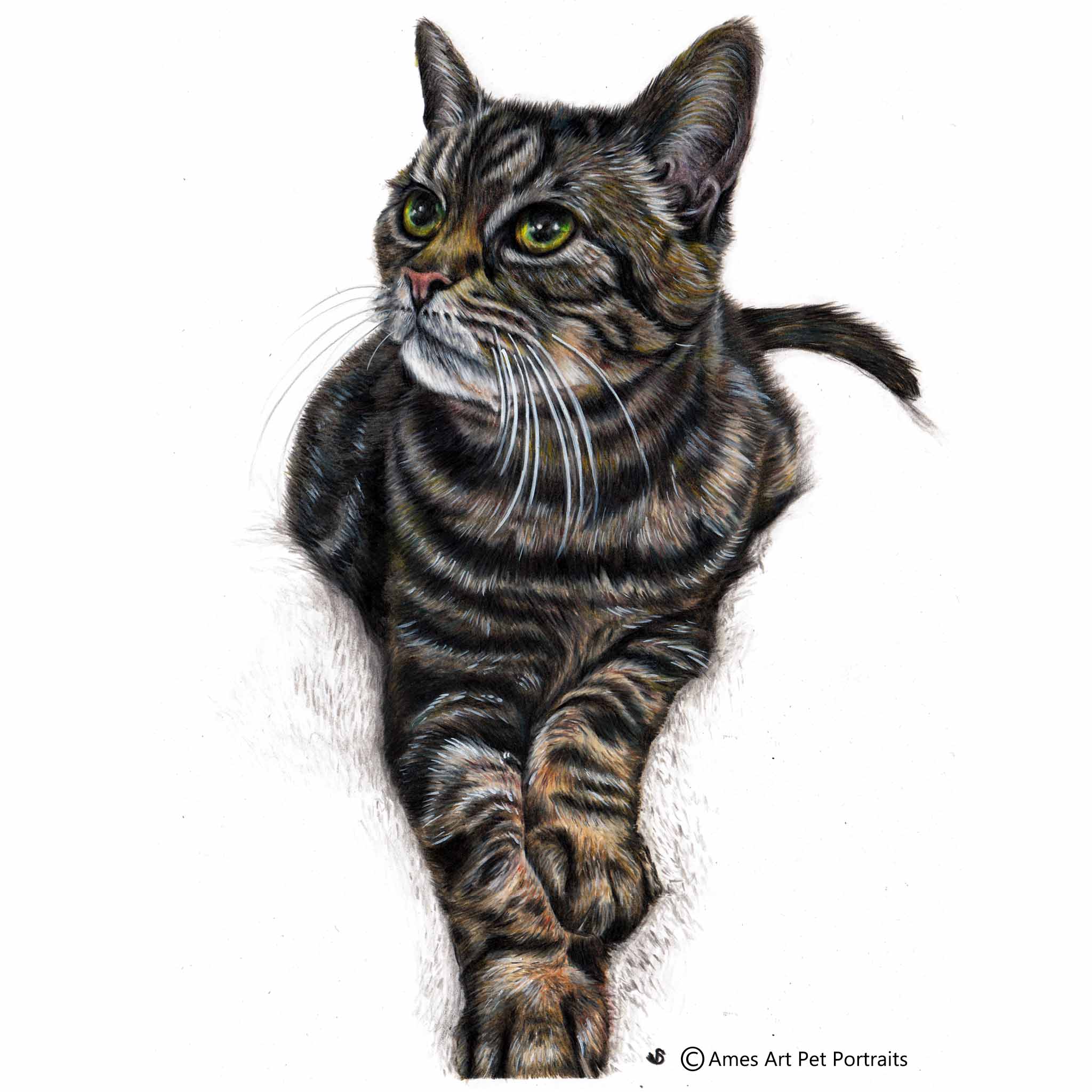 Drawing of Tabitha Anne the tabby cat from Berkshire, UK (Copy)