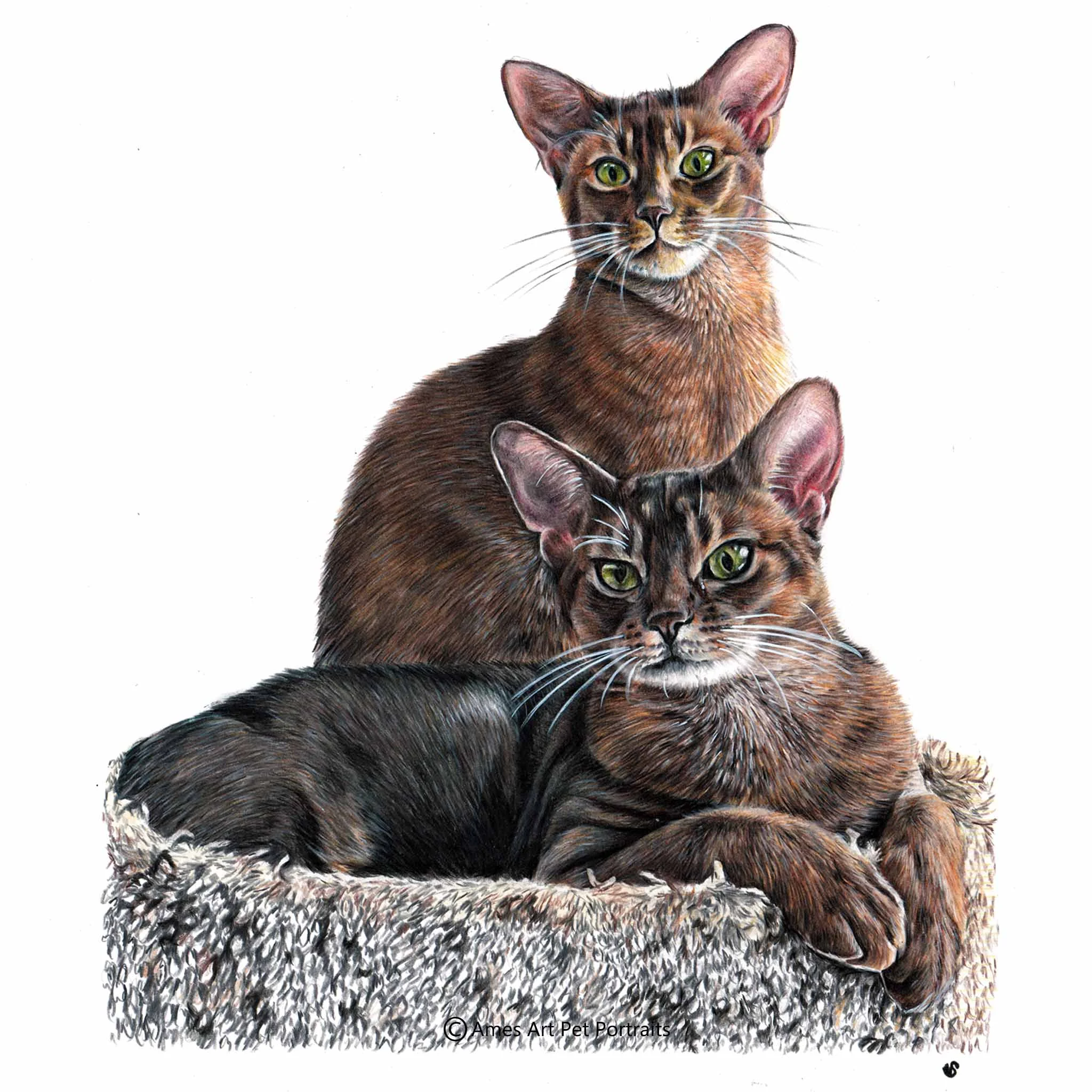 Leo & Max - USA, 11.7 x 16.5 in, 2017, Color Pencil Cat Portrait