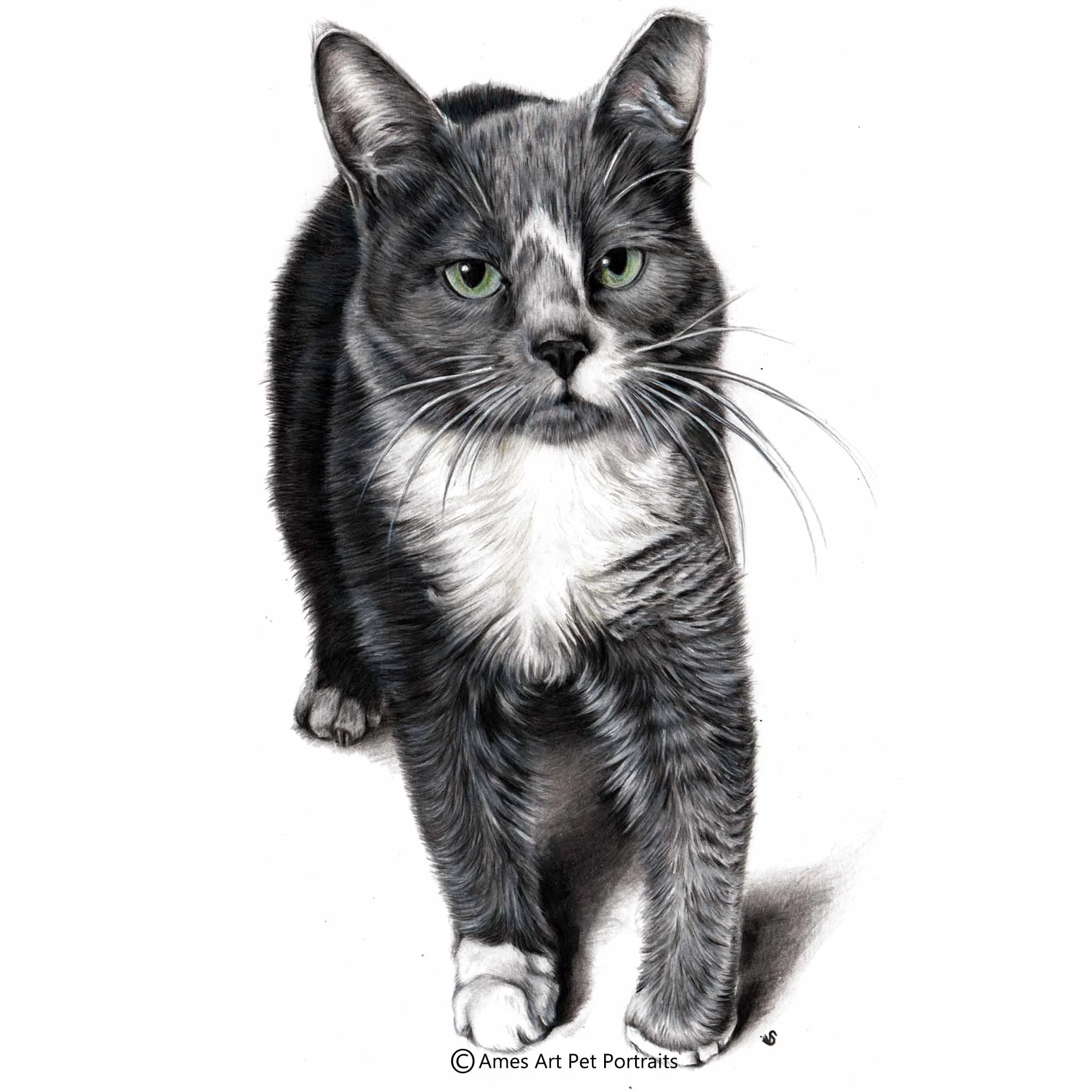 'Patches' - USA, 11.7 x 16.5 in, 2017, Color Pencil Cat Portrait