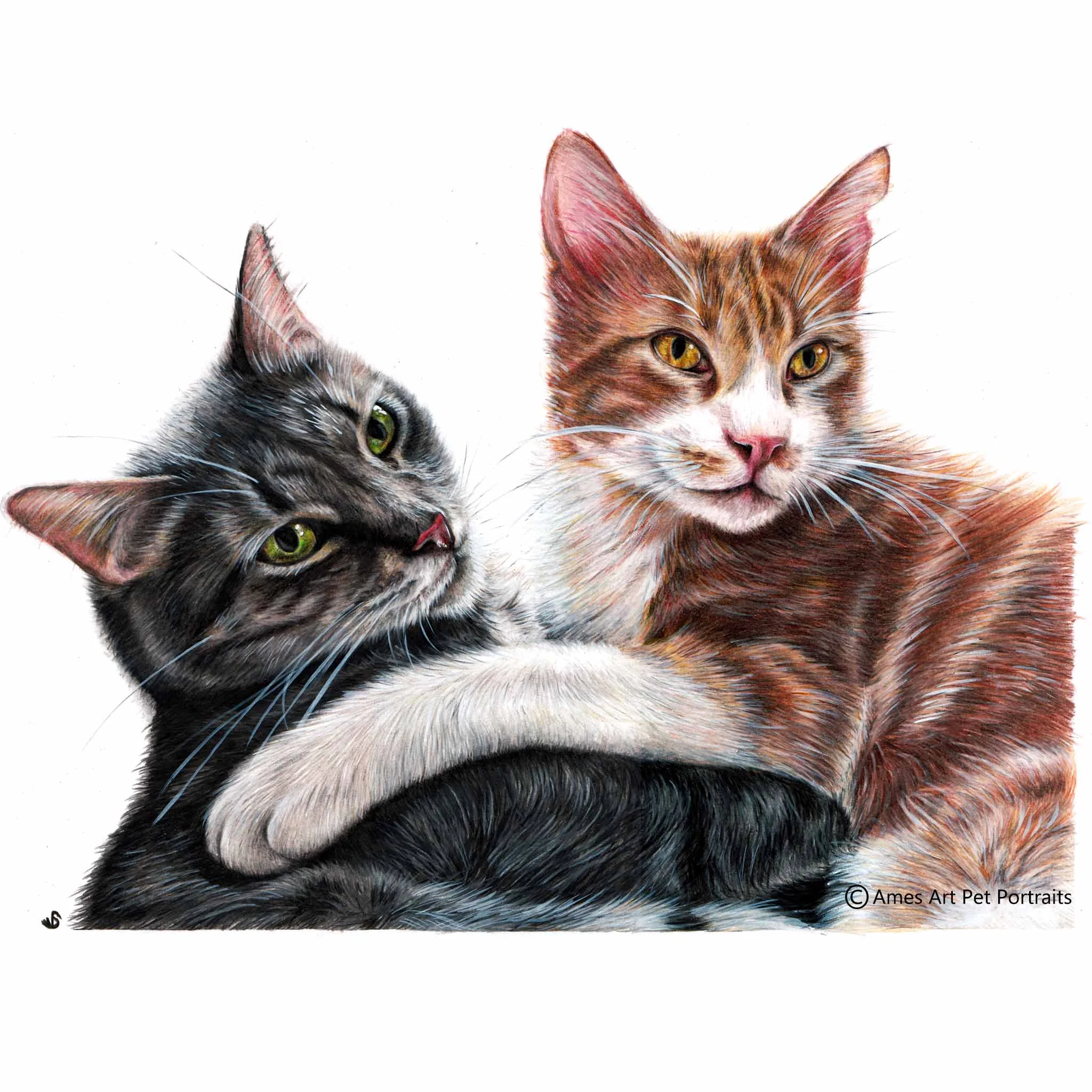 'Junior & Jack' - SPA, 11.7 x 16.5 in, 2017, Colour pencil Cat Portrait