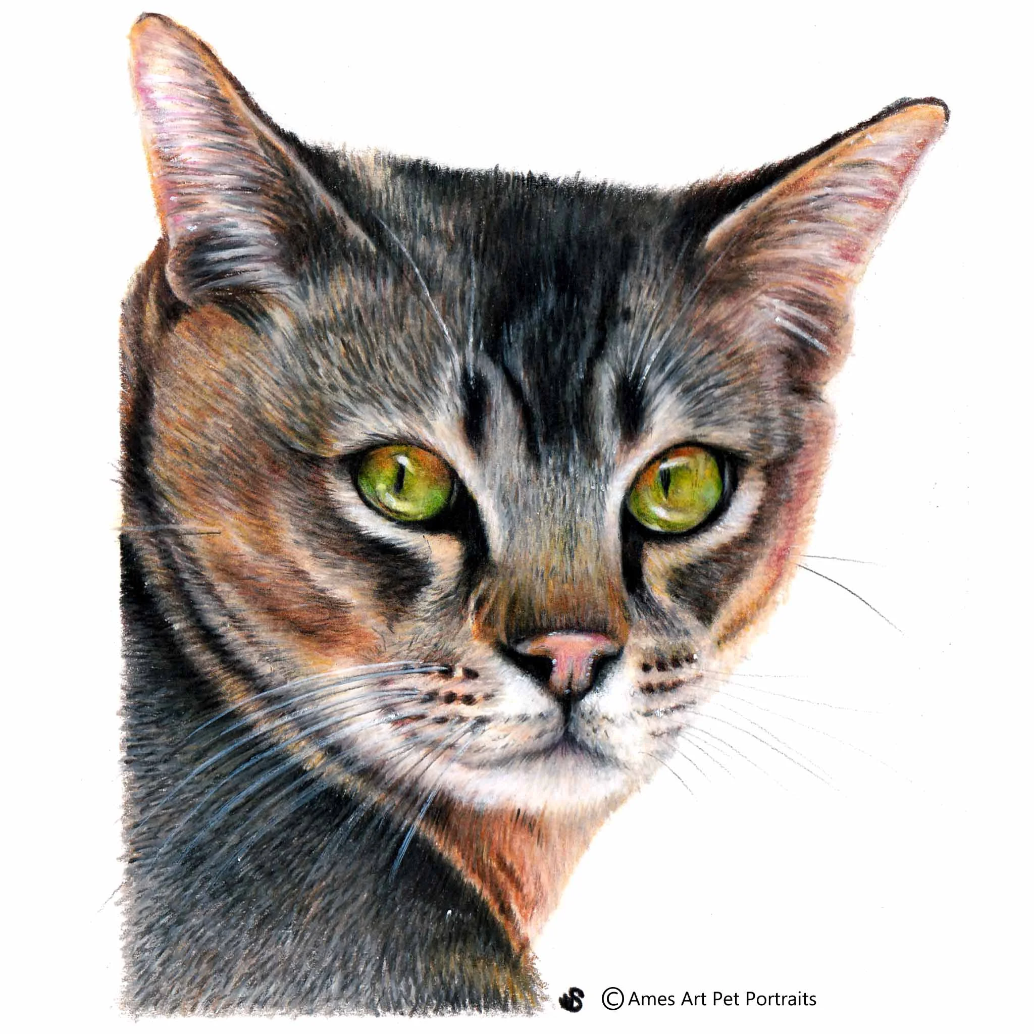 'Makwela' - UK, 5.8 x 8.3 inches, 2017, Colour Pencil Cat Portrait