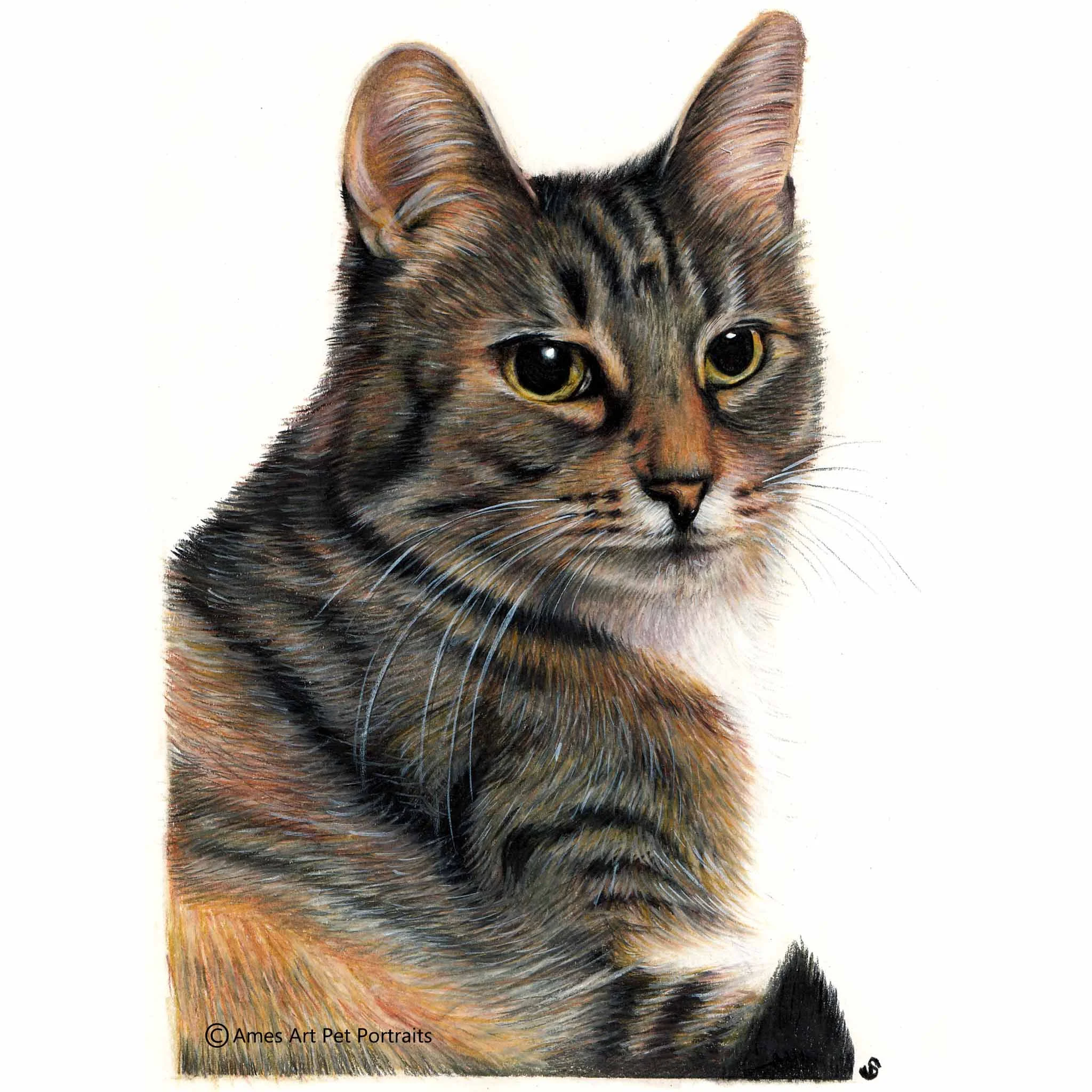 'Stray' - USA, 8.3 x 11.7 inches, 2017, Color Pencil Cat Portrait