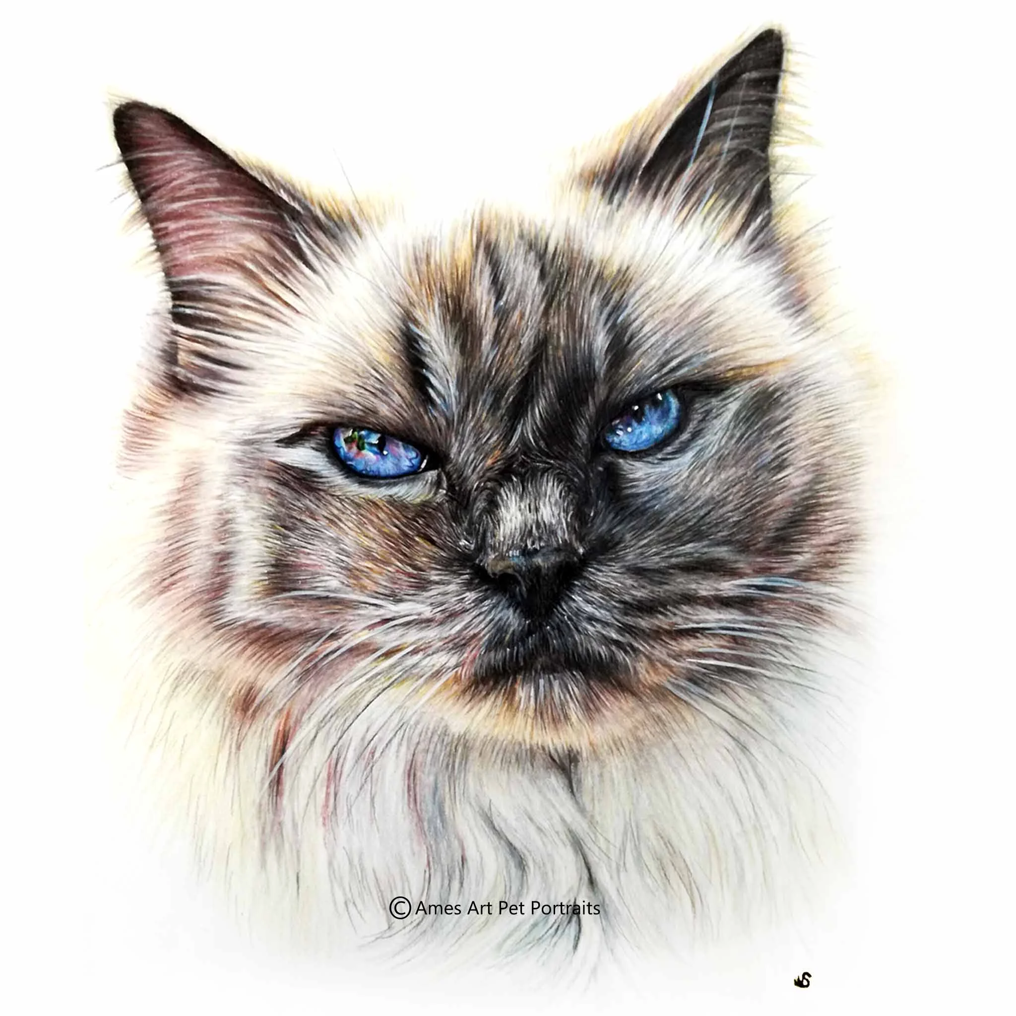 'Moet' - AUS, 11.7 x 8.3 inches, 2017, Colour Pencil Cat Portrait