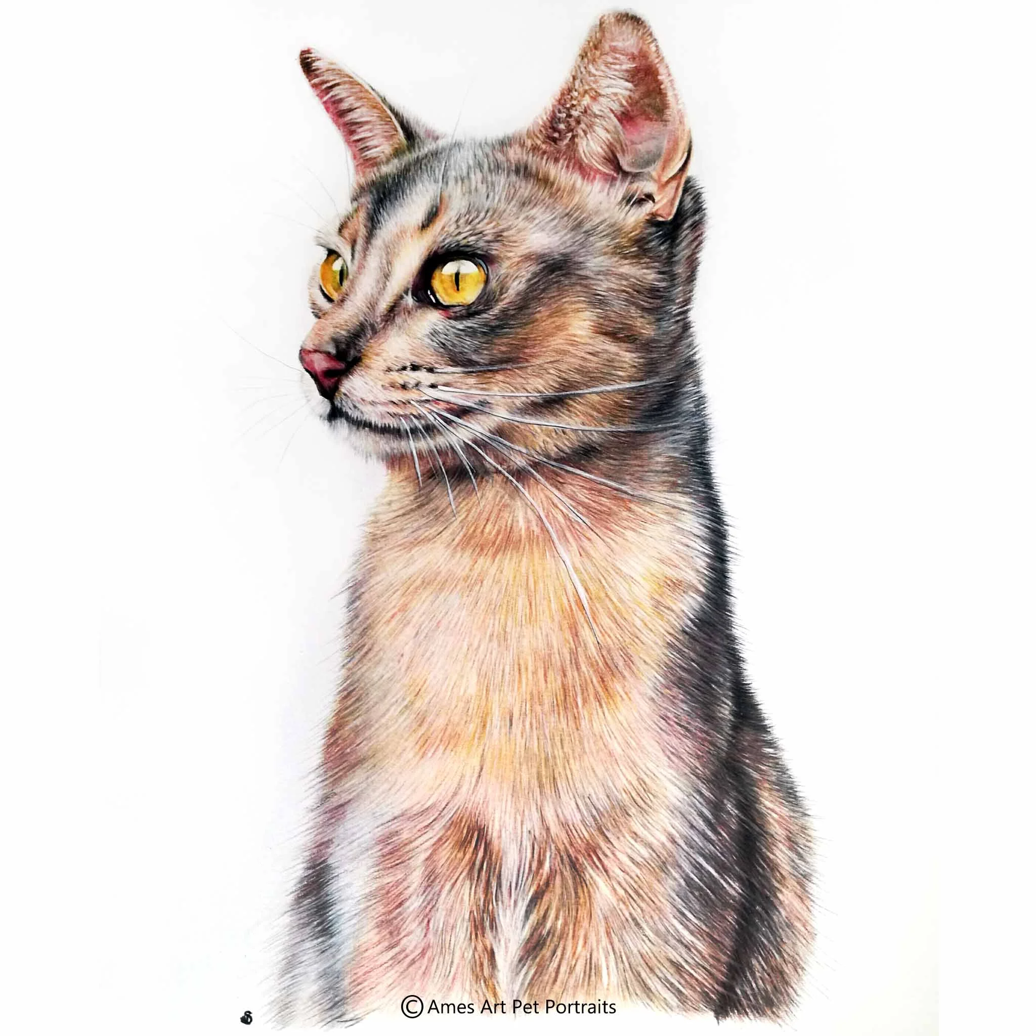 'Storm' - AUS, 11.7 x 16.5 inches, 2017, Colour Pencil Cat Portrait