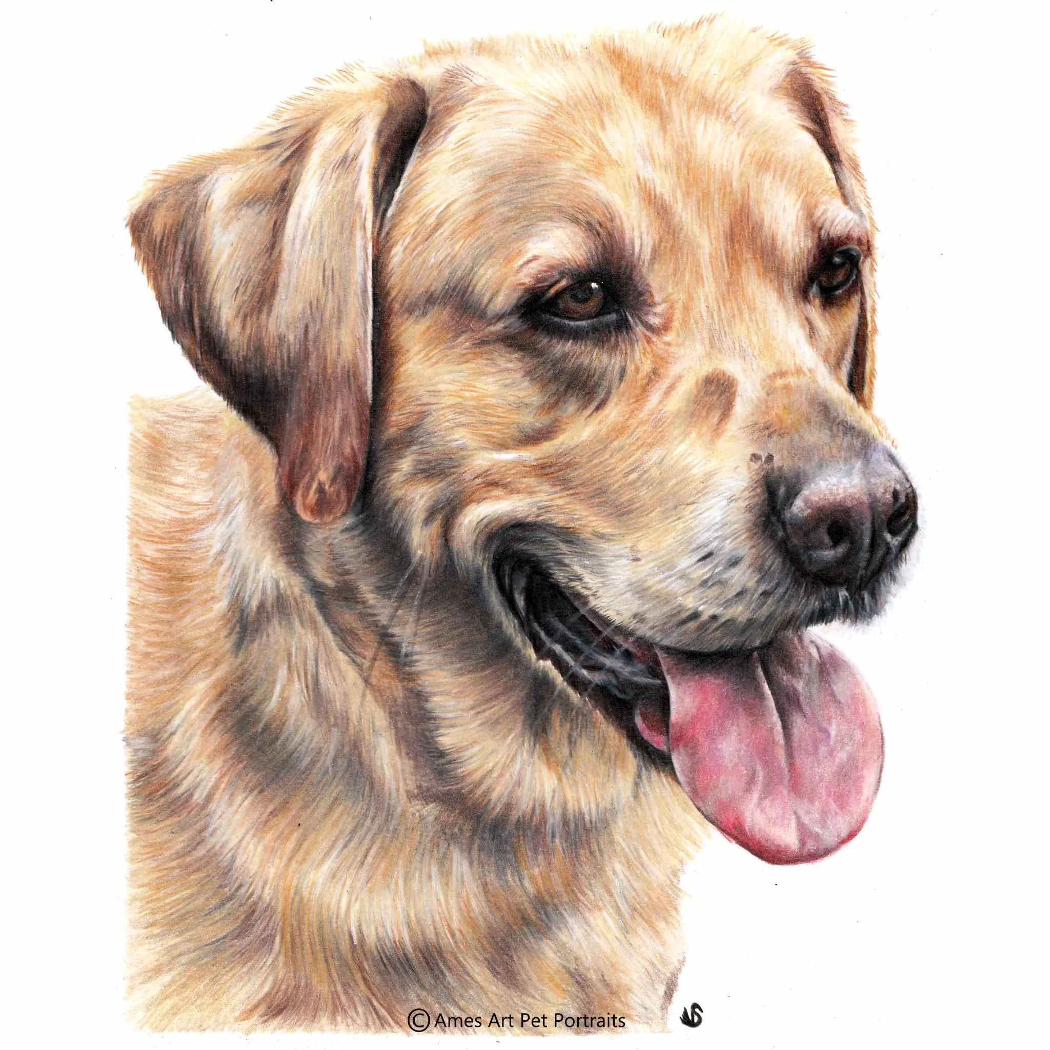 'Oscar' - UK, 8.5 x 11.7 inches, 2017, Colour Pencil Dog Portrait