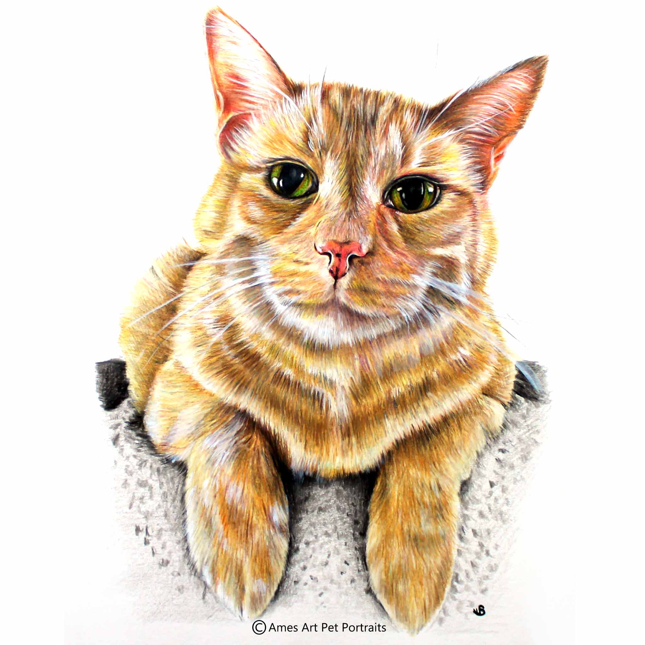 color pencil cat portrait of smiling ginger tabby cat from wyoming usa by sema martin pet portrait artist
