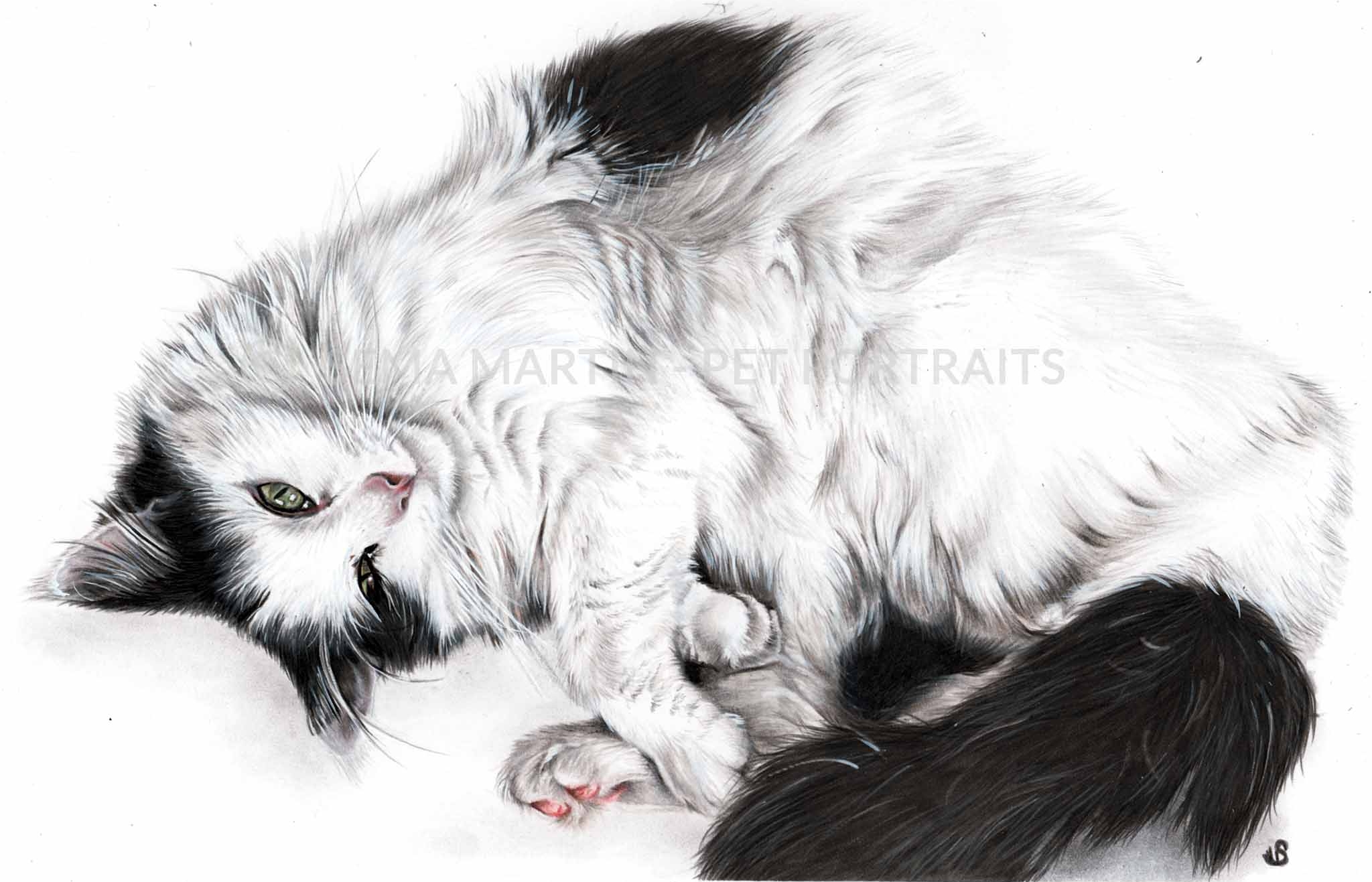 colour pencil portrait of black and white cat from new zealand