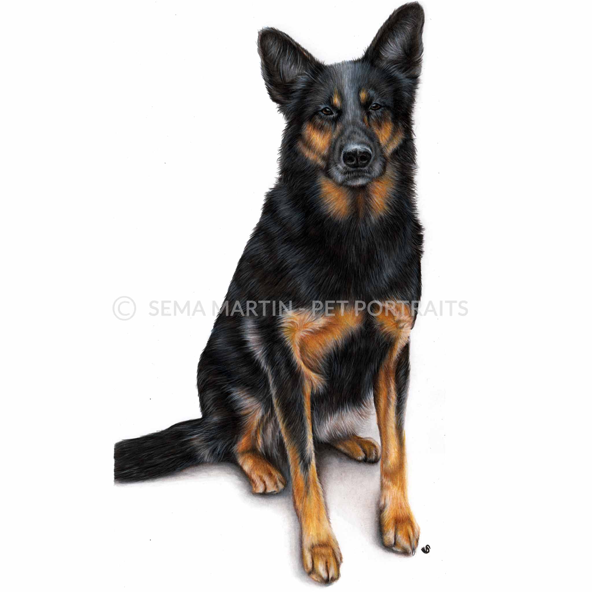 colour pencil portrait of german shephard dog from new zealand.