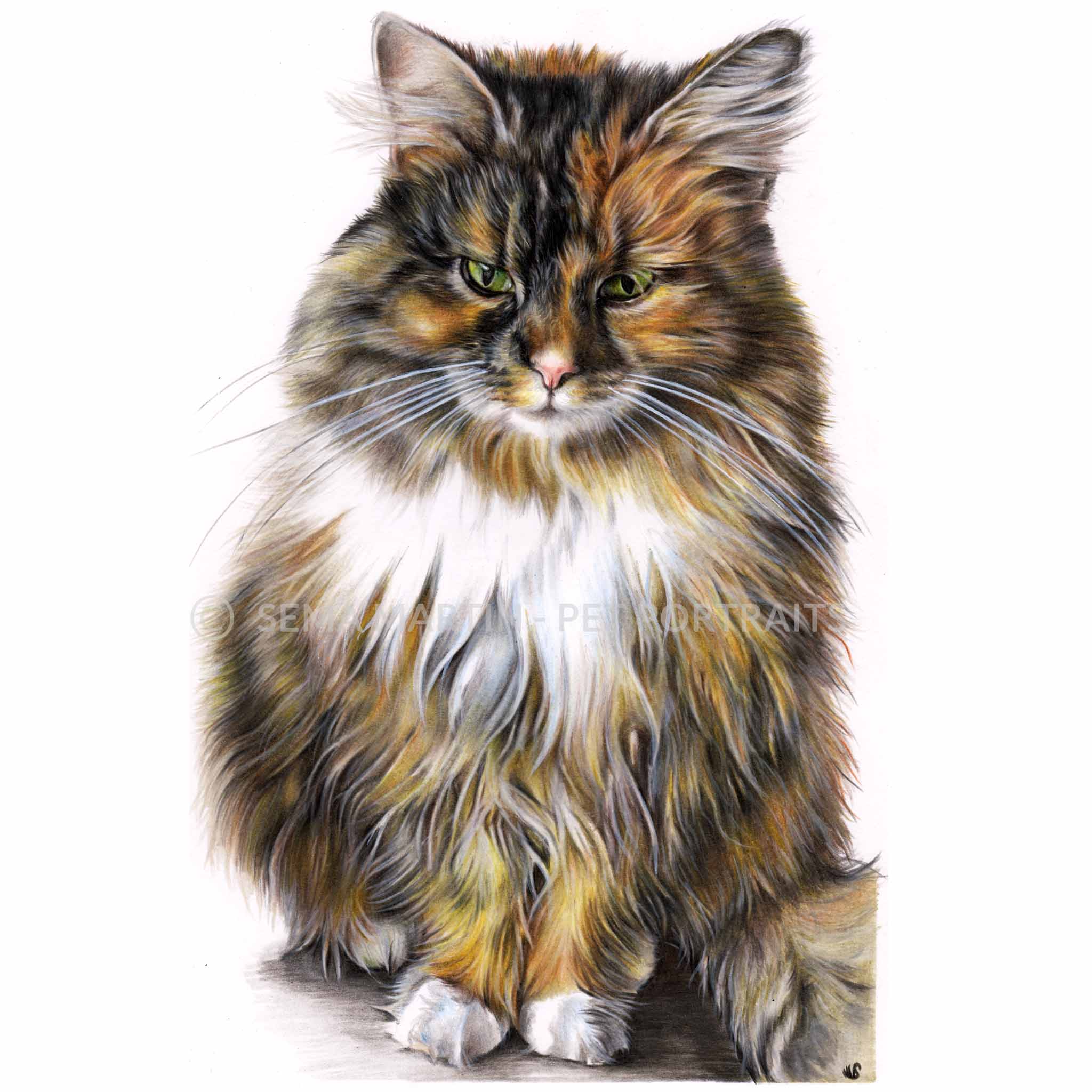 Drawing of Chanel the maine coon cat from Radnorshire, UK (Copy)