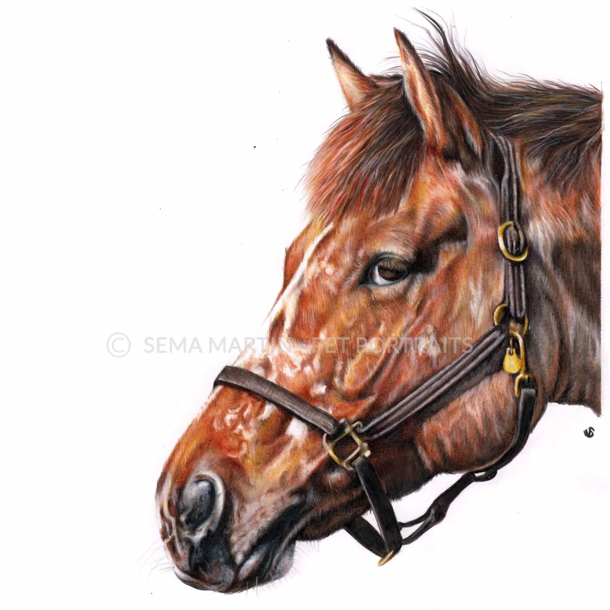 'Snuffy' - USA, 8.3 x 11.7 inches, 2018, color pencil equestrian portrait