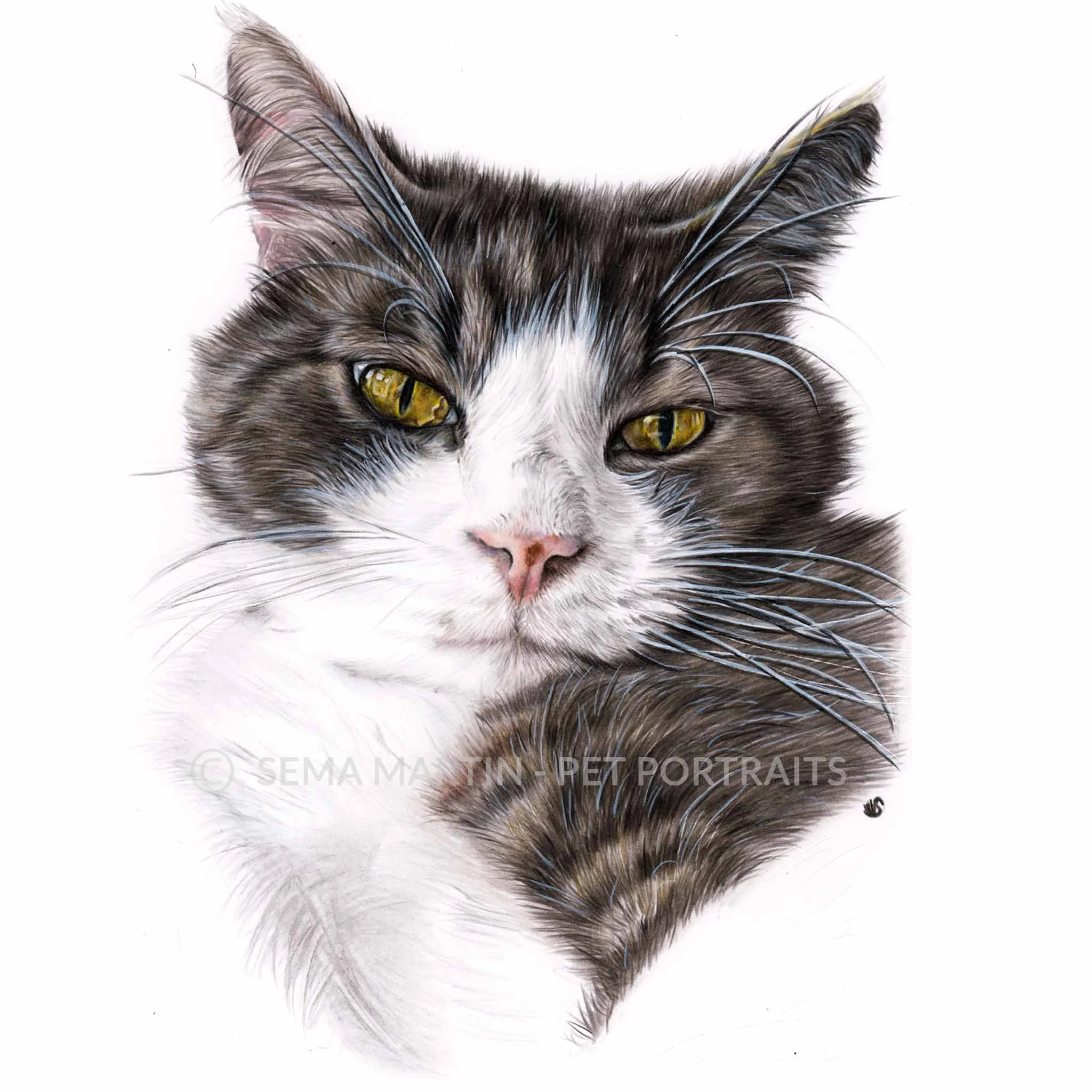 'Ollie' - Australia, 8.3 x 11.7 inches, 2018, colour pencil cat pet portrait by artist sema martin