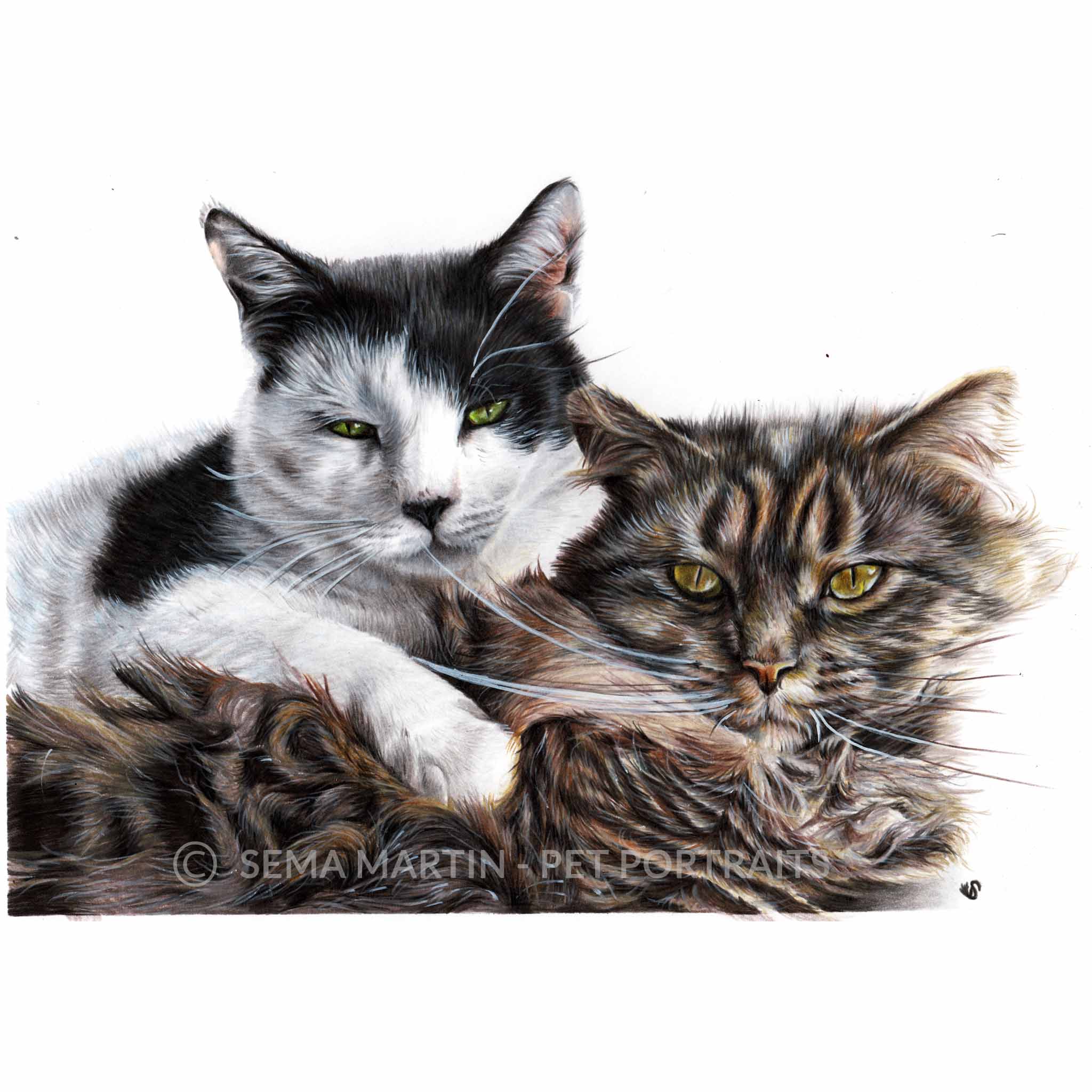 Drawing of Phantom the black and white cat cuddling Gabrielle the maine coon cat from New Mexico, USA (Copy)