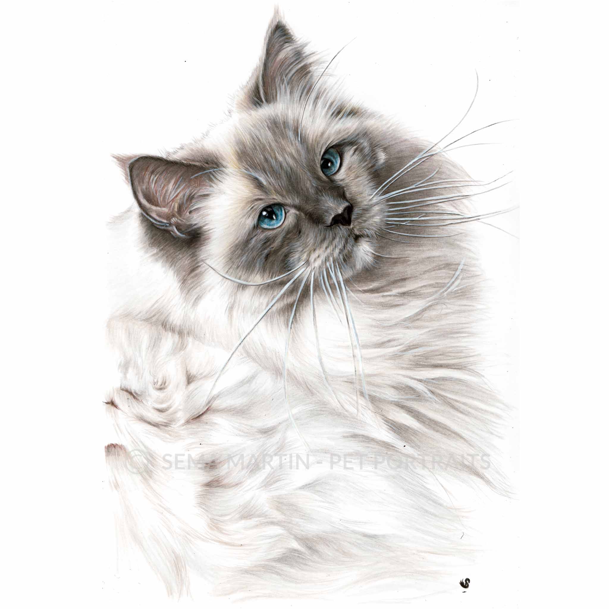 Drawing of Pierre the Ragdoll Cat with blue eyes from Mississippi, USA (Copy)