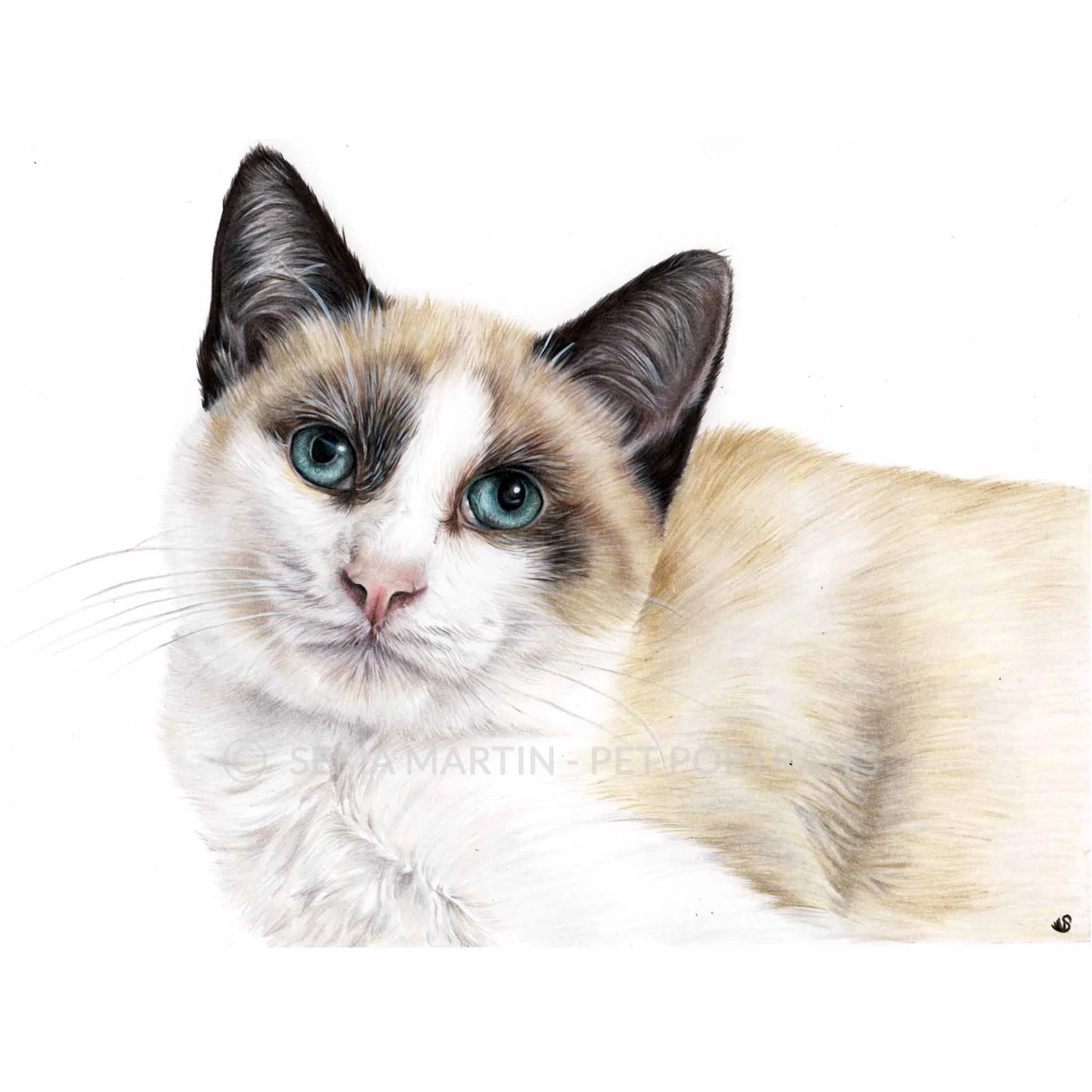 'Sinatra' - USA, 8.3 x 11.7 inches, 2018, colour pencil snowshoe cat portrait