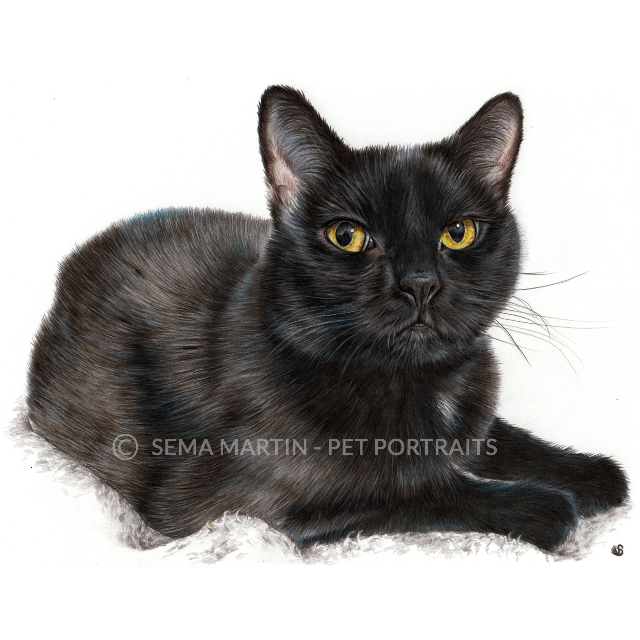 Drawing of Cammy the black Cat from New York, USA (Copy)