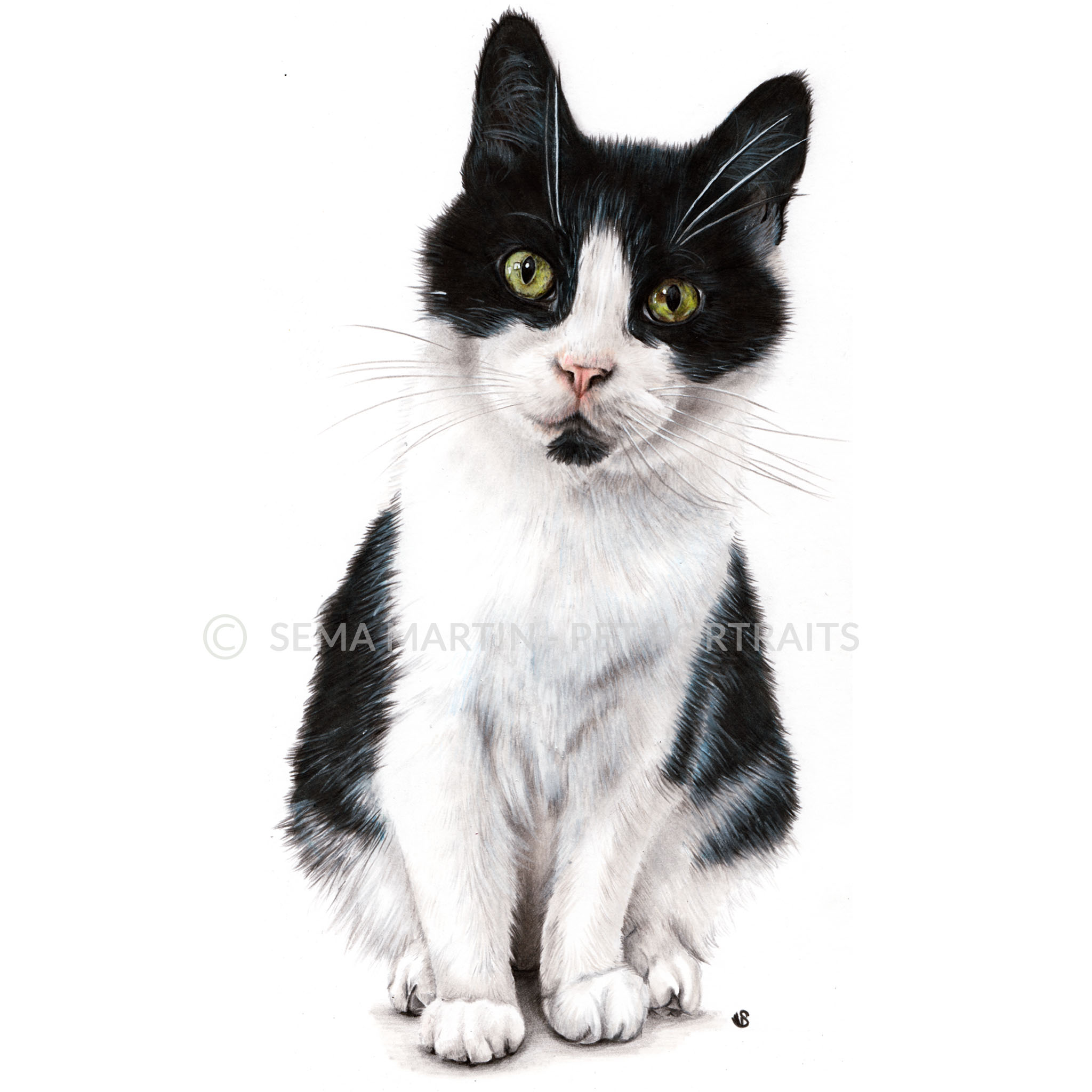 Drawing of Poppet the Tuxedo Cat from Buckinghamshire, UK (Copy)