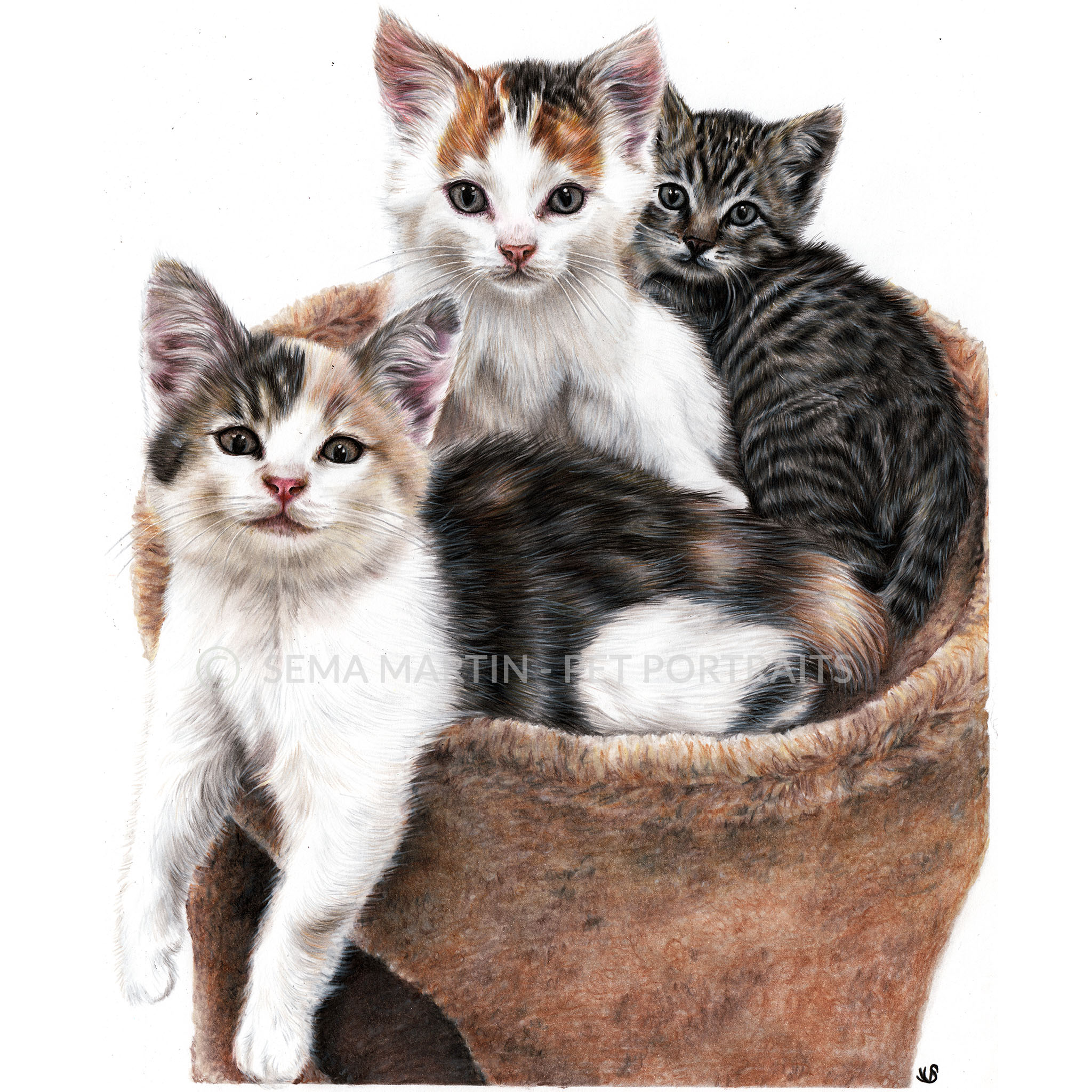 Drawing of two calico kittens and a tabby kitten from Utah, USA (Copy)