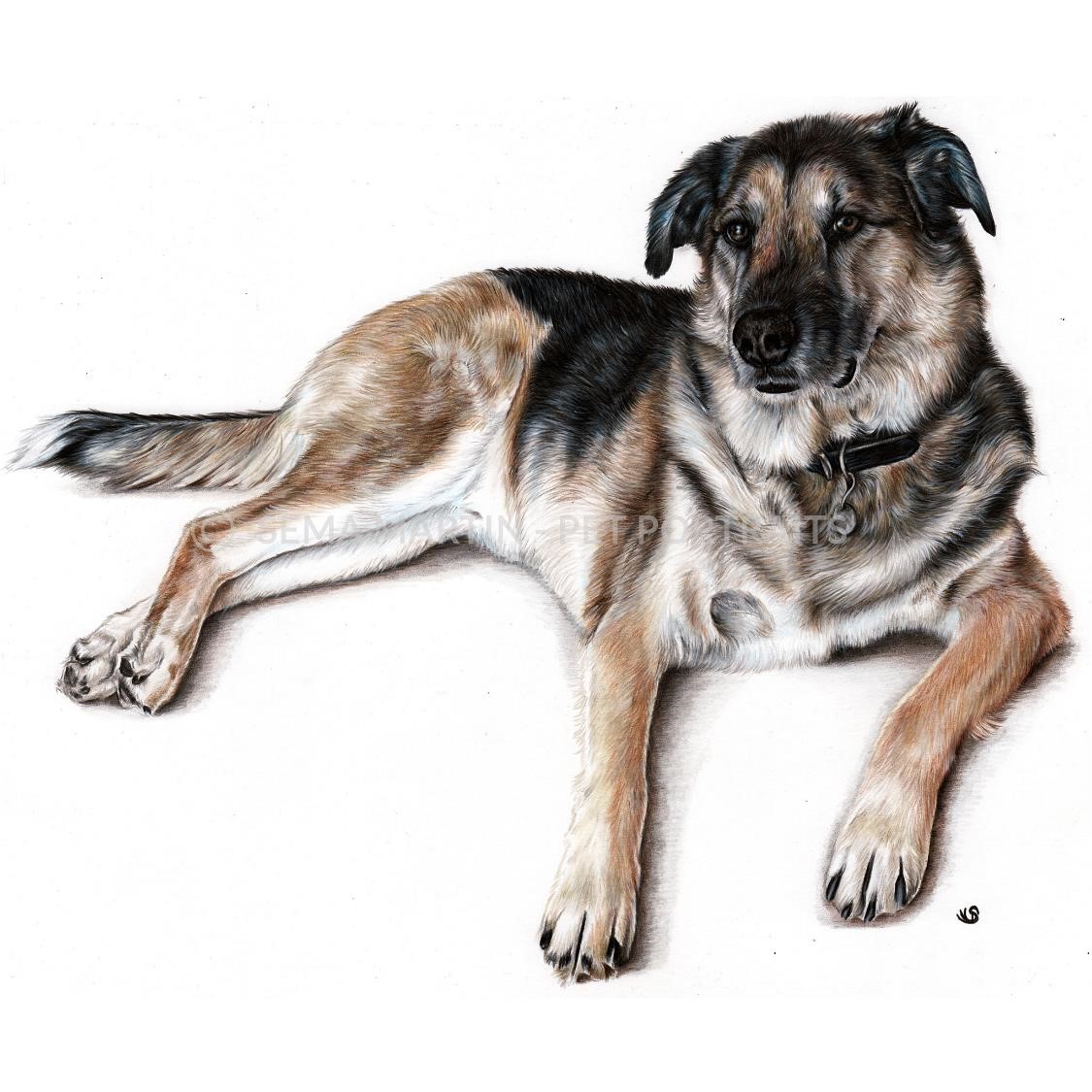 'Taz' - USA, 11.7 x 16.5 inches, 2019, Colour Pencil &amp; Pan Pastel German Shephard Portrait (Copy)