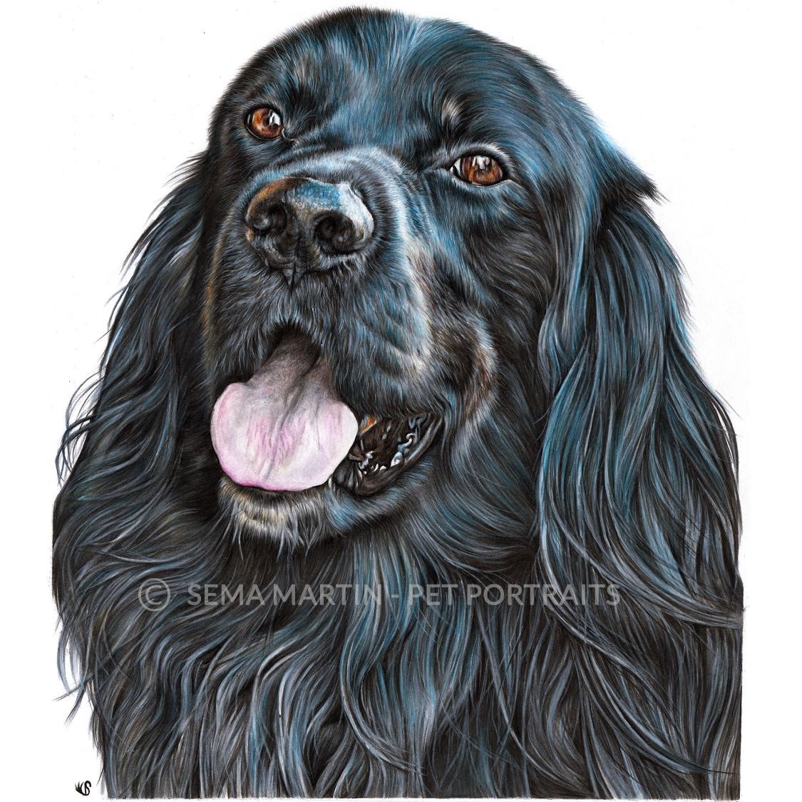 'Richo' - Norway, 11.7 x 16.5 inches, 2019, Border Collie and Setter Mix Colour Pencil Portrait (Copy)