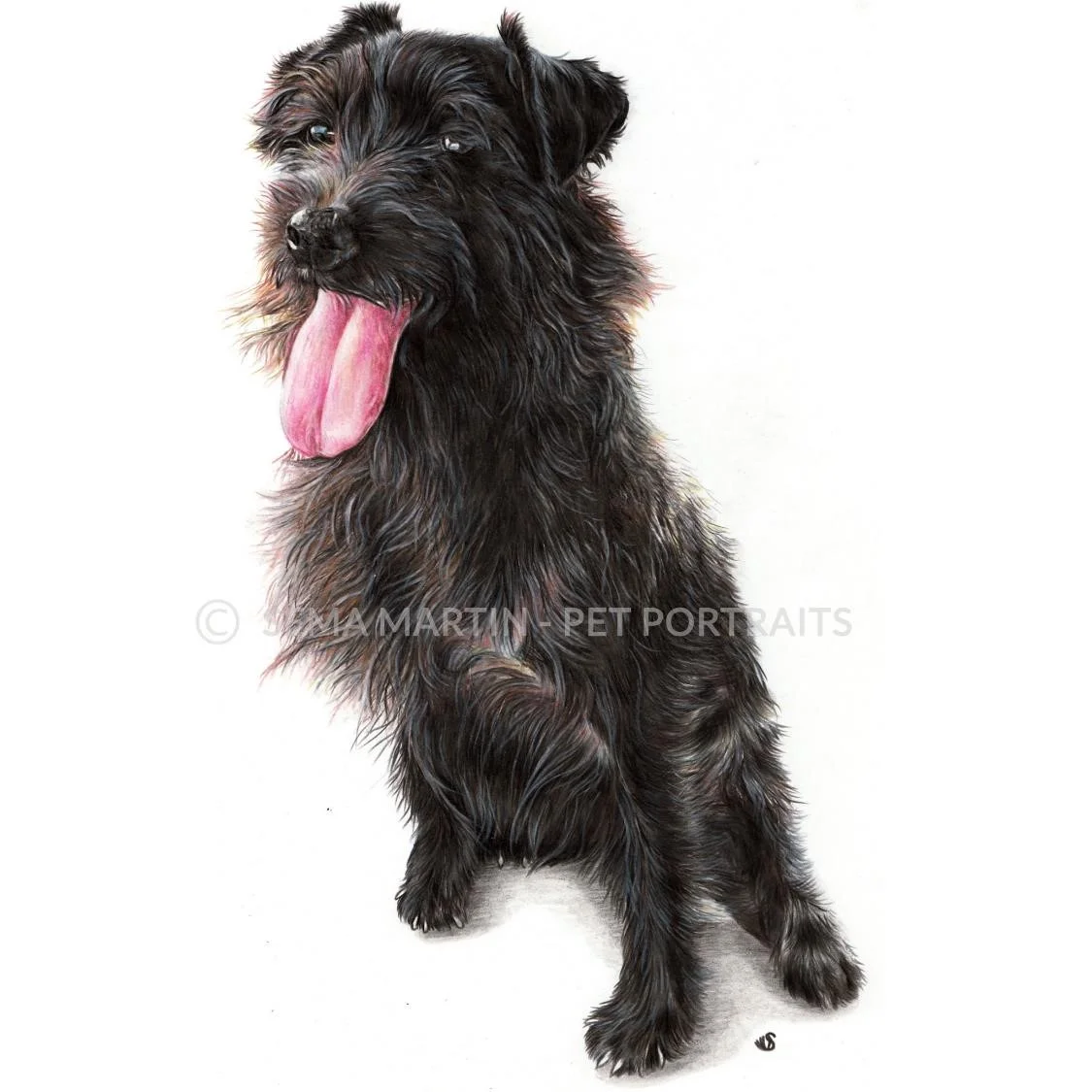 'Alf' - UK, 8.3 x 11.7 inches, 2018, Colour Pencil Dog Portrait by Sema Martin