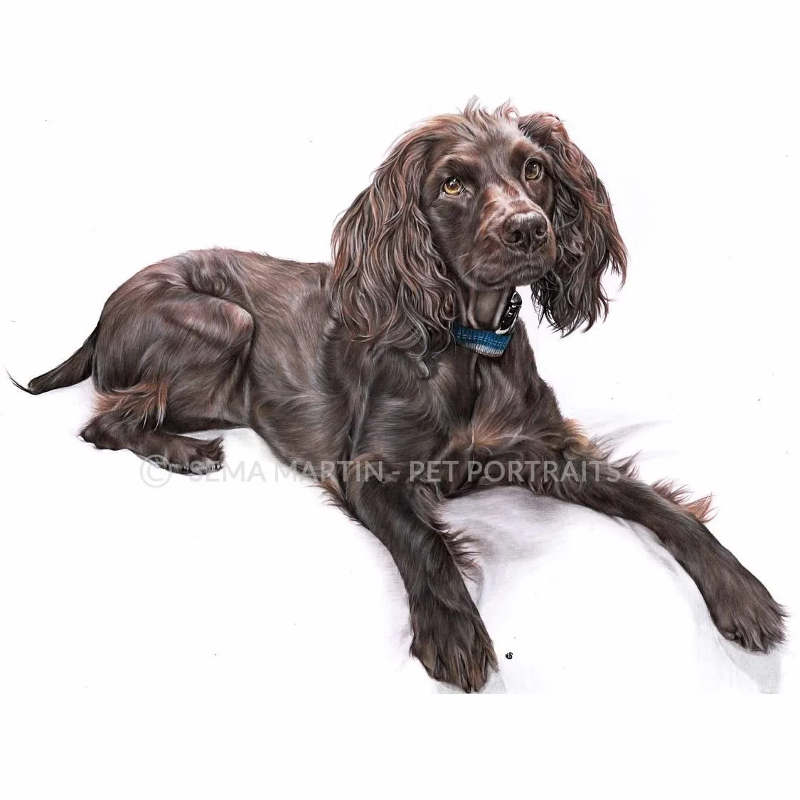 'River' - USA, 16.5 x 23.4 inches, 2018, Color Pencil Pet Portrait of a Boykin Spaniel