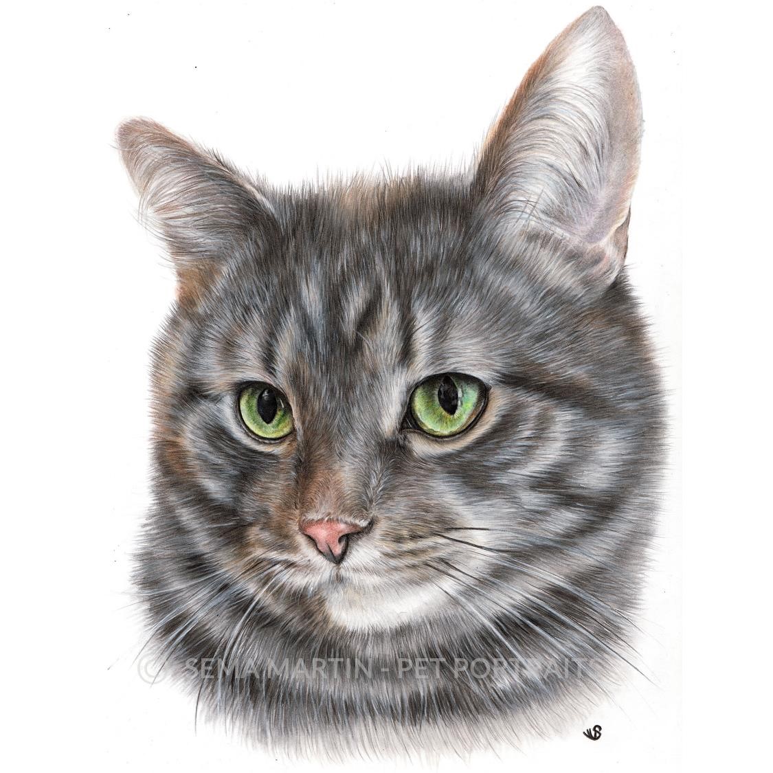 Drawing of Mr Grey the tabby cat from Ohio, USA (Copy)