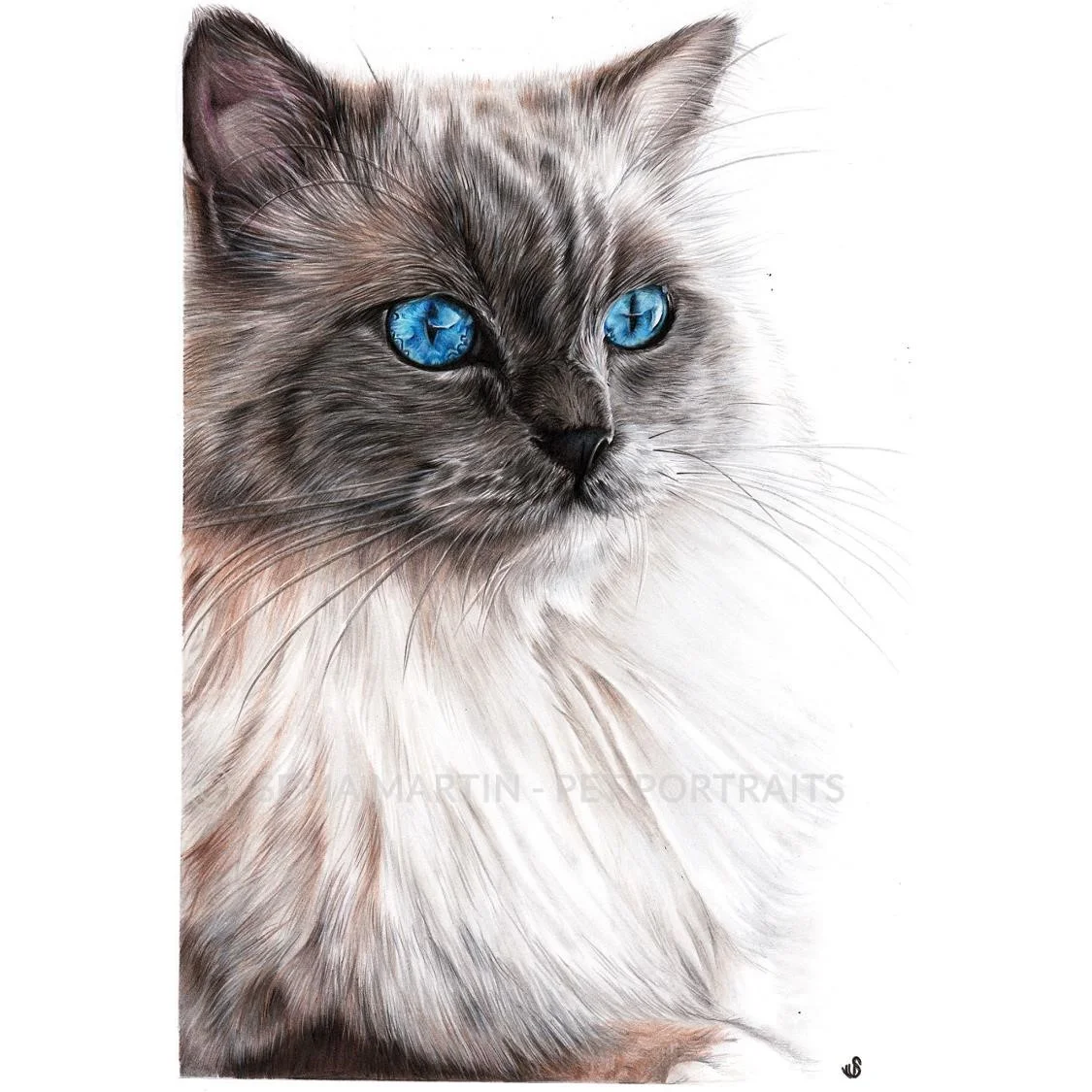 'Marvel' - Belgium, 8.3 x 11.7 inches, 2019, Colour Pencil Portrait of Ragdoll Cat