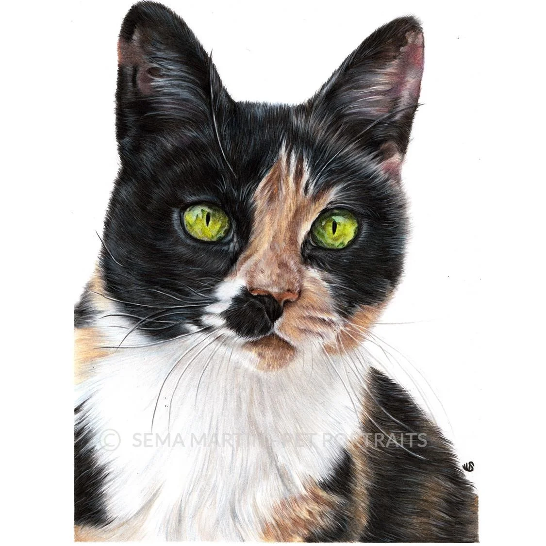 'Perkins' - USA, 8.3 x 11.7 inches, 2019, Color Pencil Portrait of a Tortoiseshell Cat