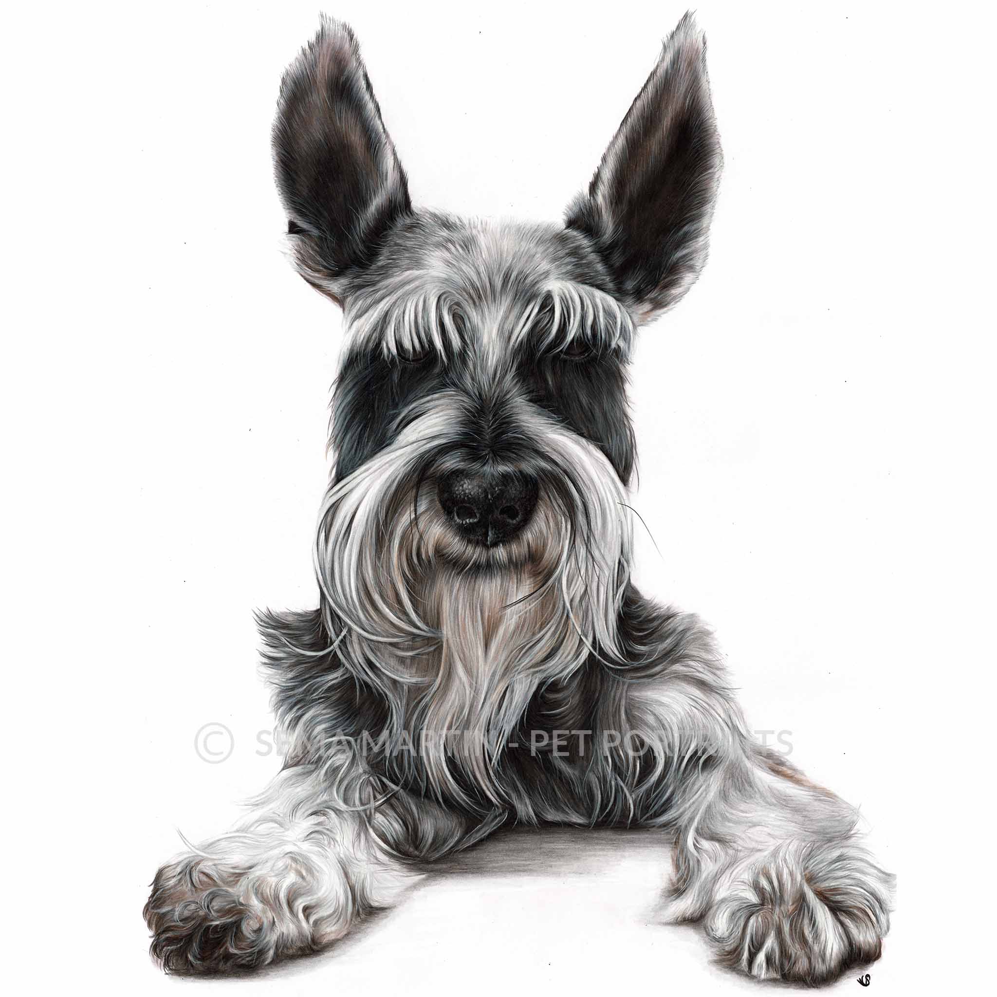 'Oreo' - USA, 16.5 x 23.4 inches, 2019, Color Pencil Portrait of a Schnauzer (Copy)