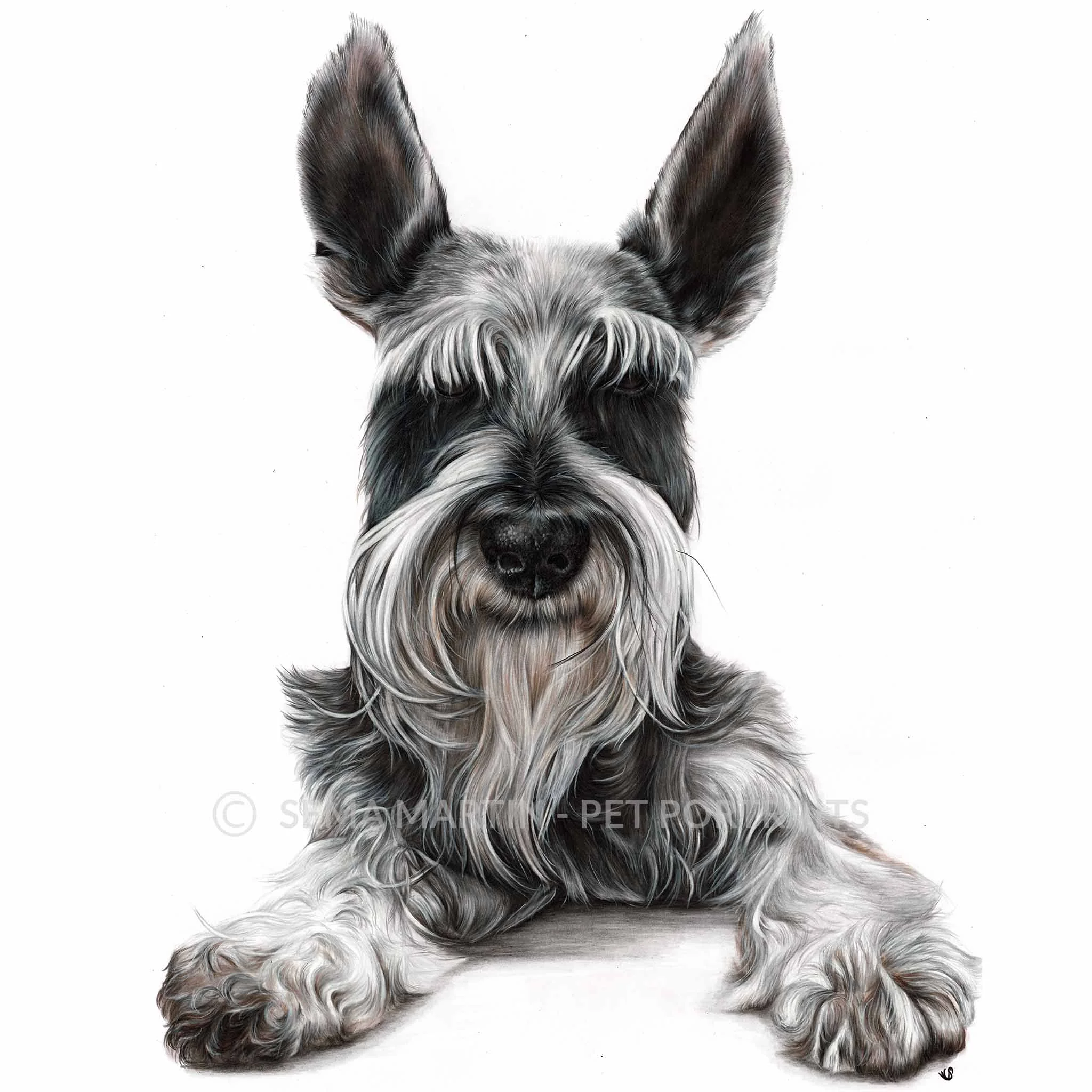 'Oreo' - USA, 16.5 x 23.4 inches, 2019, Color Pencil Portrait of a Schnauzer