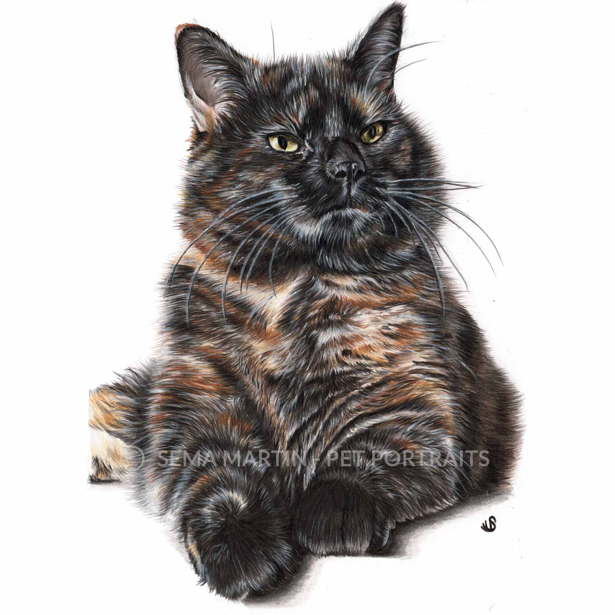 Realistic custom colour pencil pet portrait drawing of a Tortoiseshell cat from a photo in Worcestershire UK by artist Sema Martin (Copy)