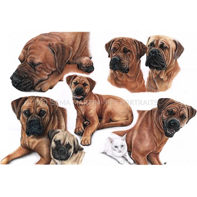Rate this portrait from 1 to 10! My final scan of Honey's large A2 colour pencil portrait. It took me around two weeks to complete and the owner is very pleased with it and I am pleased too. Let me know what you think! 🎨 💗 🐾 🐶
----
✏ Materials: Pan Pastel, #fabercastell Polychromos and Caran D'ache #Luminance on Extra Smooth Bristol Board Paper.
----
🌐 www.semamartin.com
💌 hello@semamartin.com
----
#coloredpencil #colourpencilart #petart #petportrait #art_we_inspire #art_realistic #cp_art #instaartist #petportraitartist #worldofpencils #rotties #animalart #artistlife #artprocess #pencilsacademy #cpcau #ukartist #youngartist #animalcreatives #ukcps #rottie #rottweilersofinstagram #bullmastiffsofinstagram #bullmastiffaddict #bullmastiffs #bullmastifflove #bullmastiffpuppy #bullmastiff