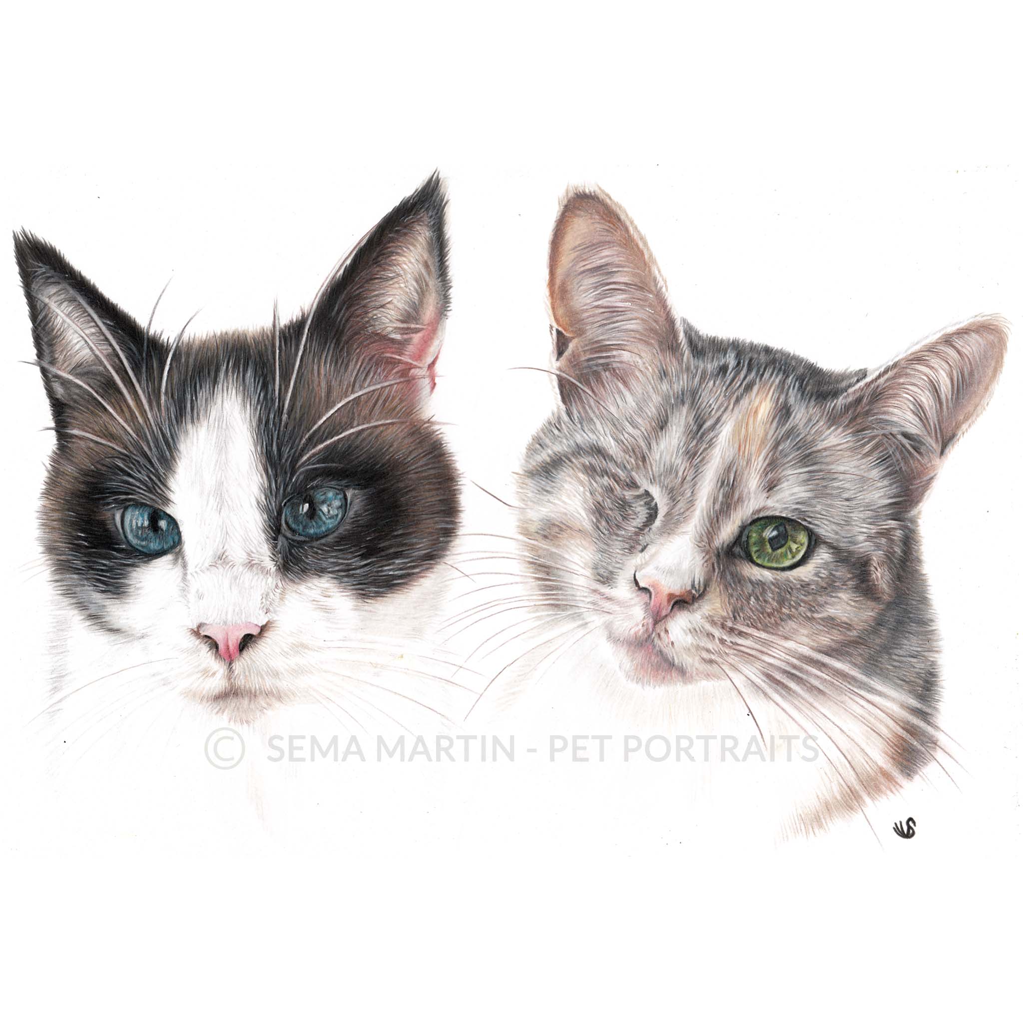 Realistic custom color pencil pet portrait drawing of a tabby cat with one eye and a Siamese cat from a photo in Dubai by artist Sema Martin (Copy)