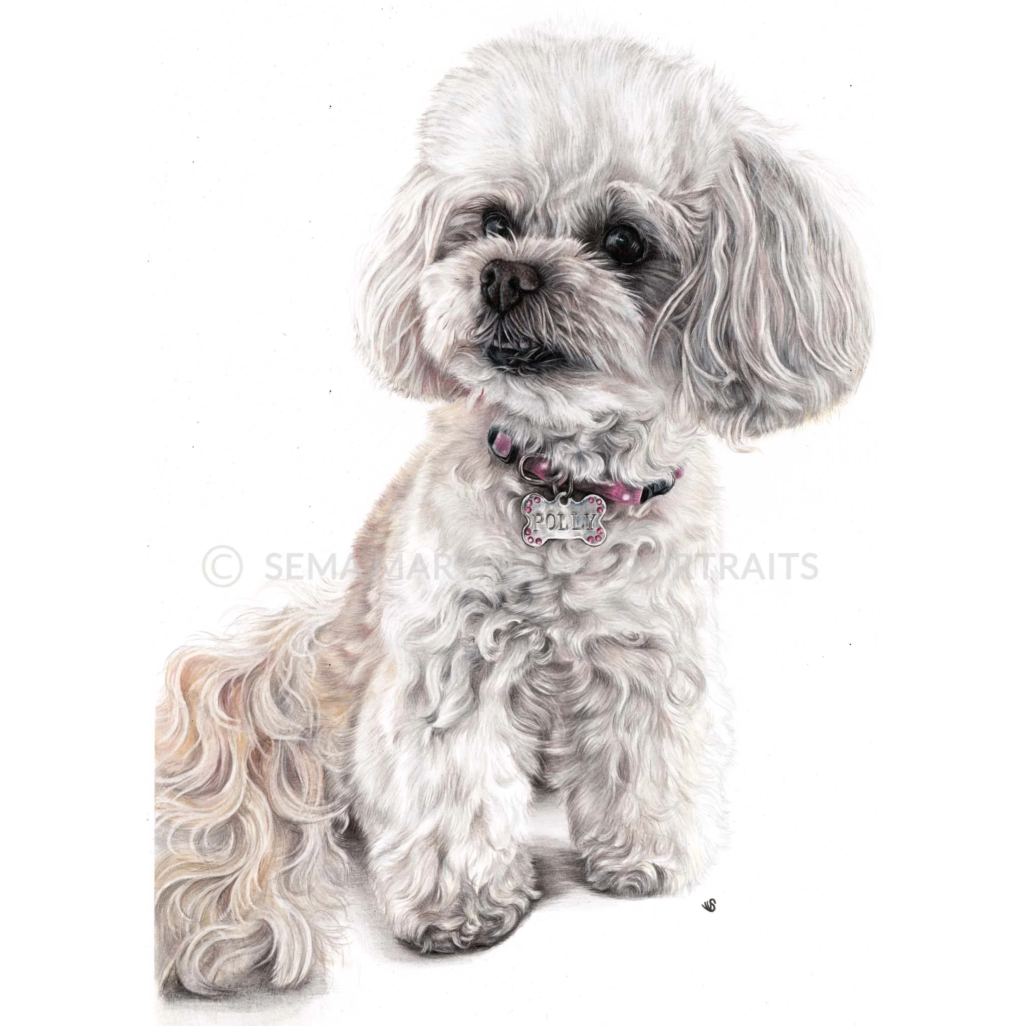 'Polly' - Australia, 16.5 x 11.7 inches, 2019, Colour pencil portrait of a chinpoo