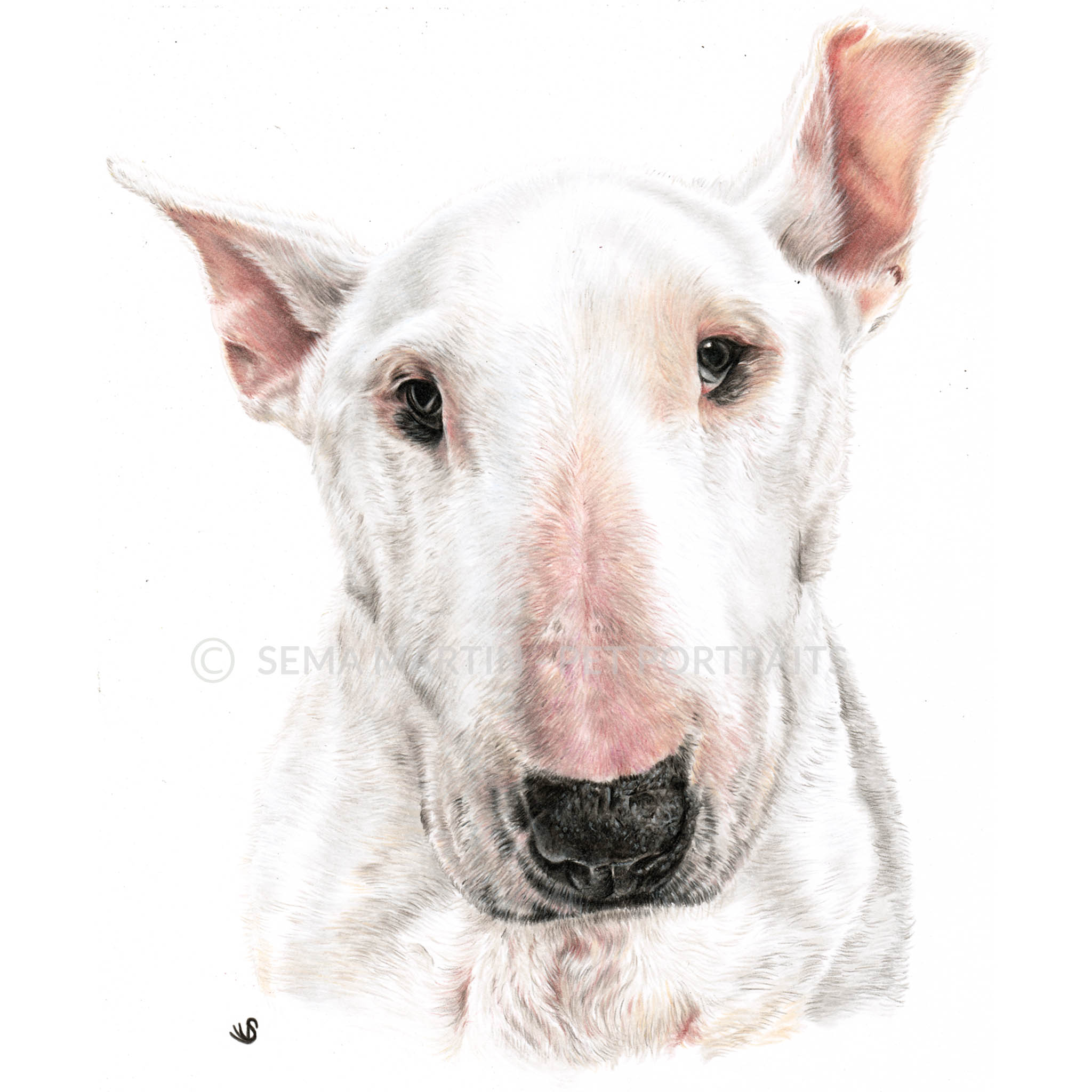 'Babbers' - UK, 8.3 x 11.7 inches, 2019, Colour Pencil Portrait of a Bull Terrier (Copy)