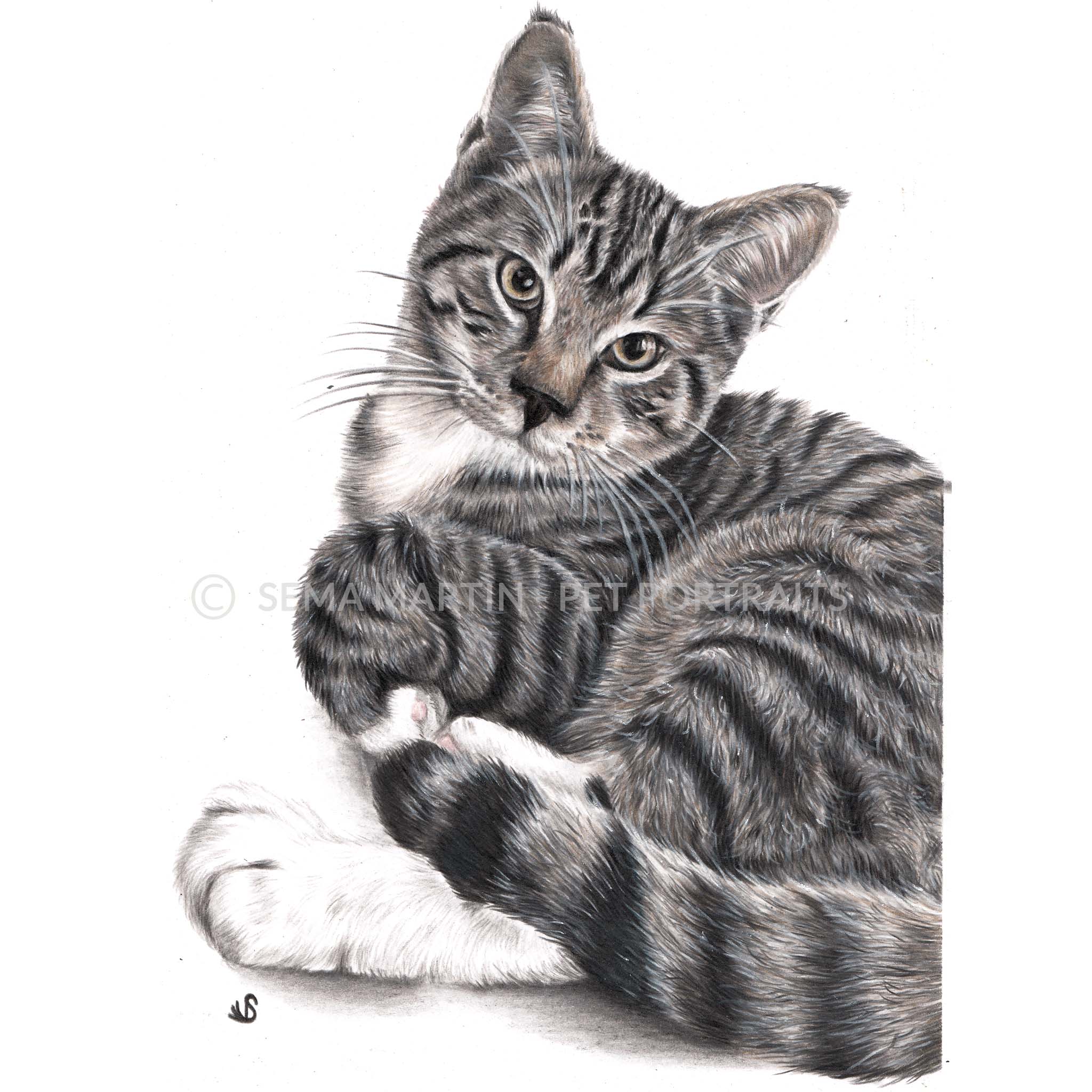 Drawing of Shadow the Tabby Cat from Massachusetts, USA (Copy)