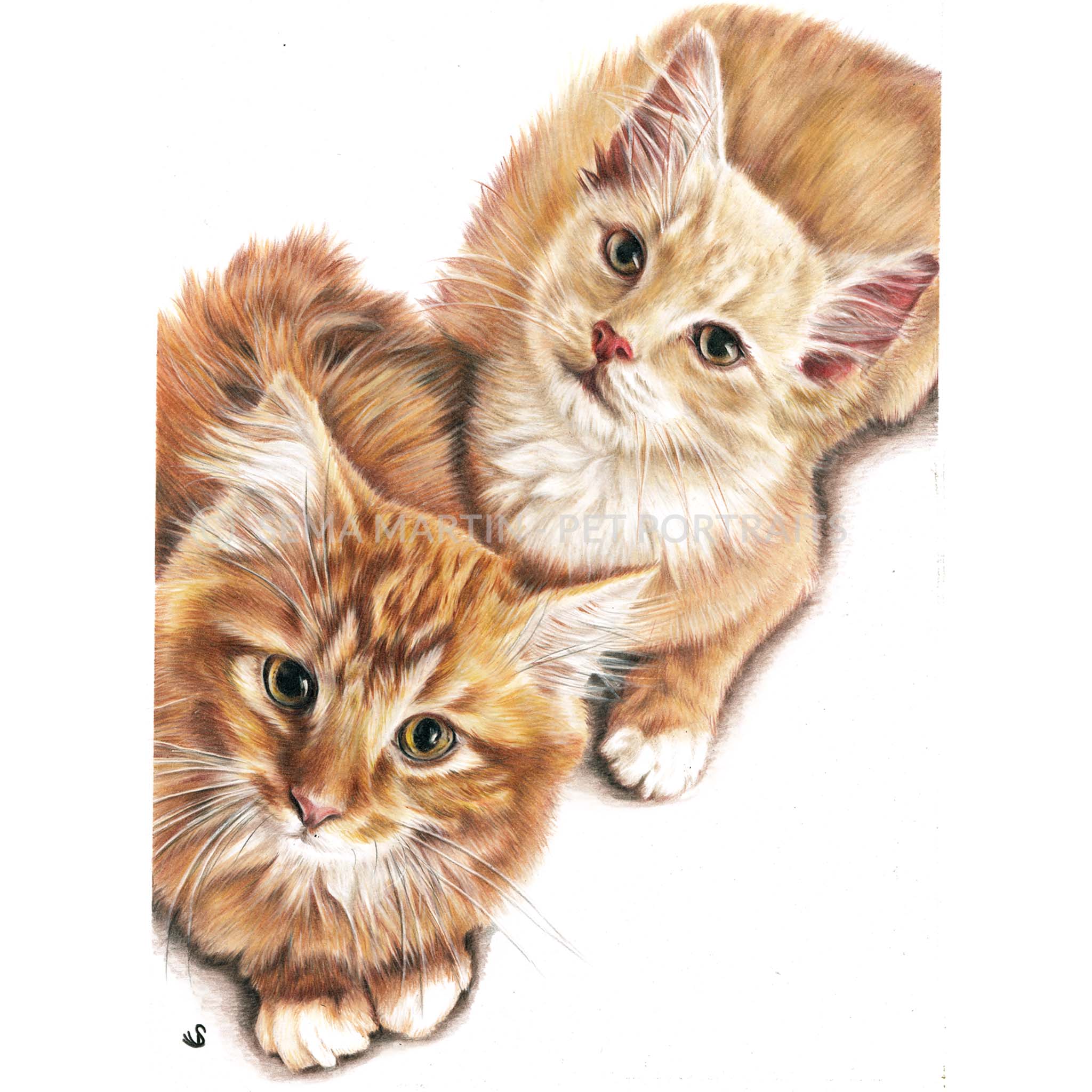 Drawing of Braemar & Finley two cute ginger tabby kittens from Massachusetts, USA (Copy)