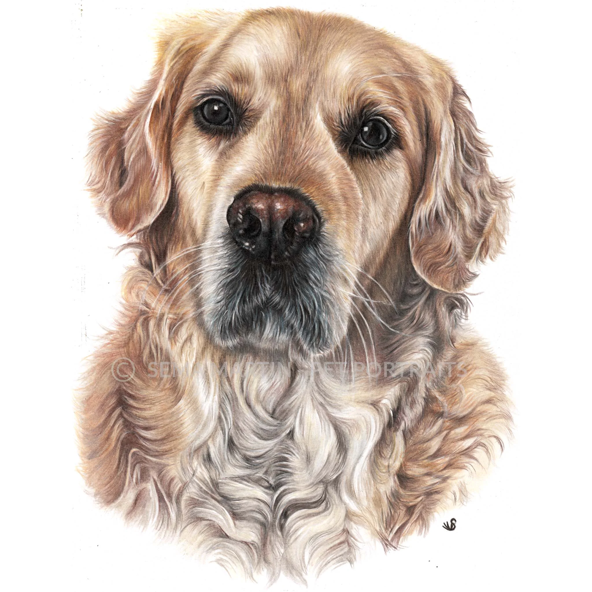 'Harvey' - UK, 8.3 x 11.7 inches, 2019, Colour pencil pet portrait of Golden Retriever