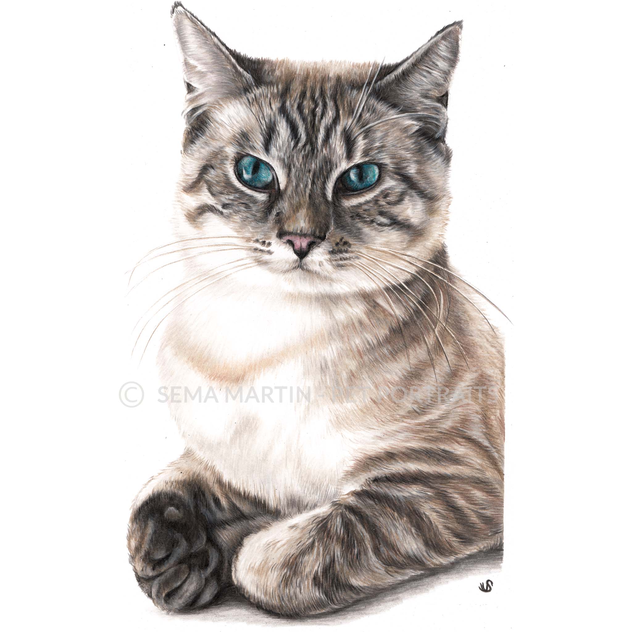 Drawing of Tiger the Lynx Point Siamese cat from South Carolina, USA (Copy)