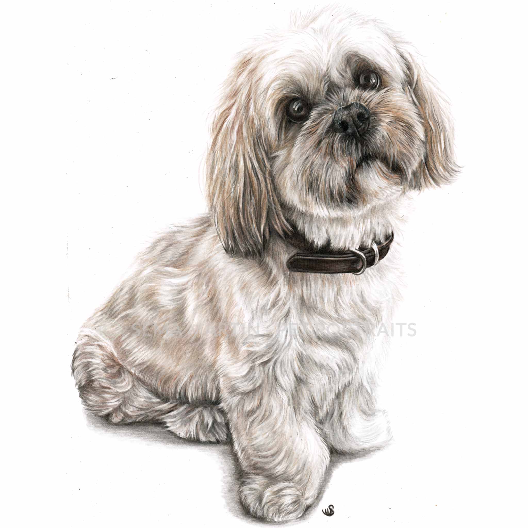 'Ruby' - UK, 8.3 x 11.7 inches, 2019, Colour Pencil portrait of a Lhasa Apso (Copy)