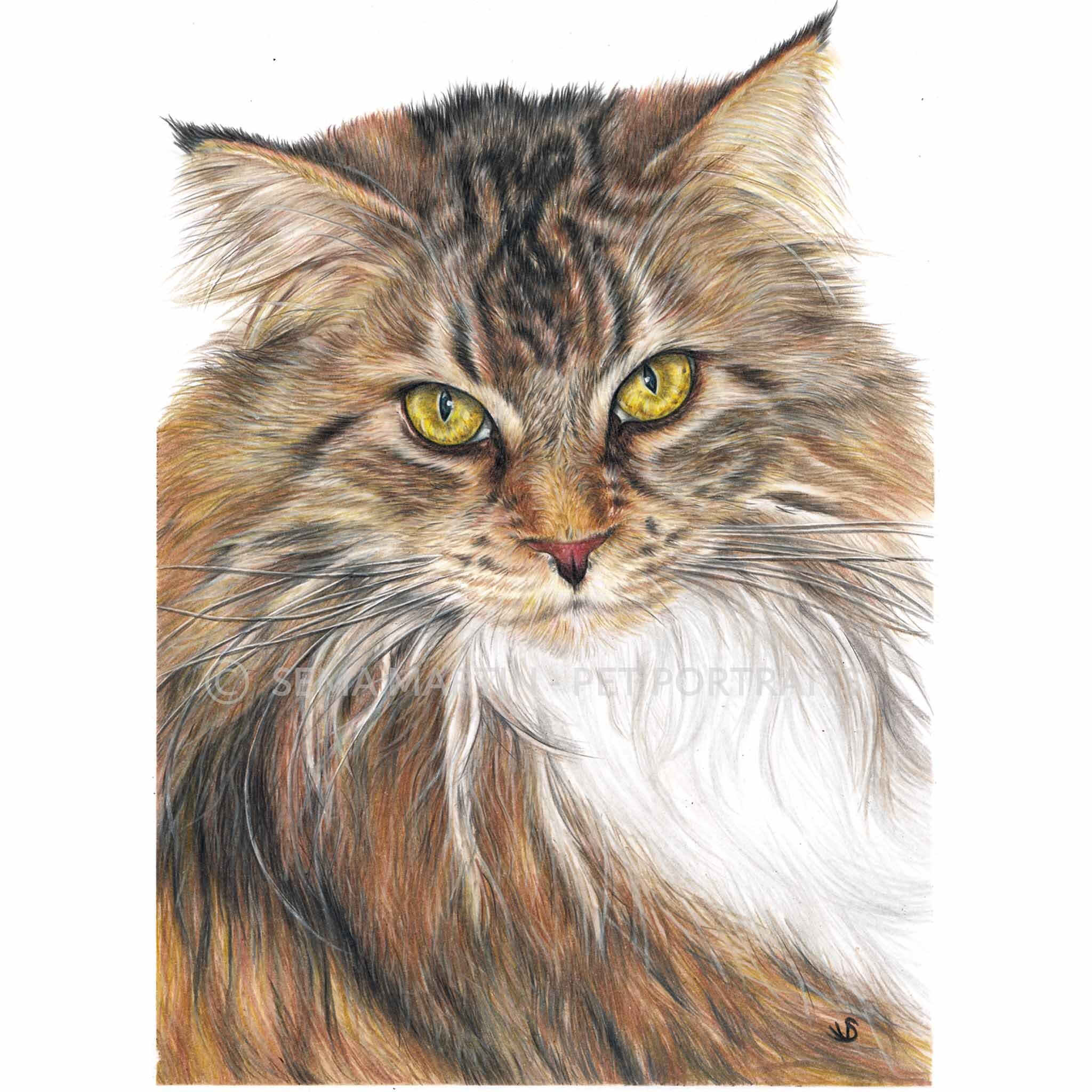 Drawing of Libby the Maine Coon cat with yellow eyes from South Carolina, USA (Copy)