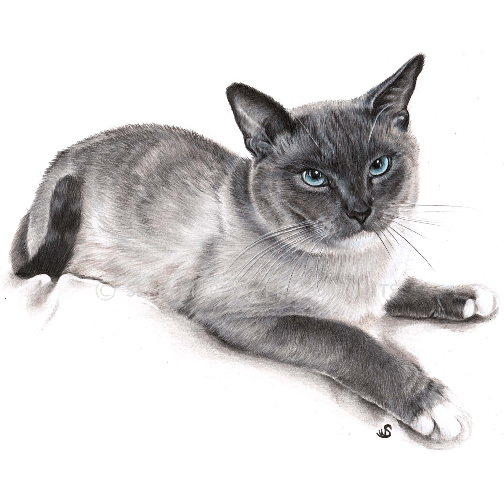 Drawing of Jazpurr the Snowshoe cat with blue eyes from South Carolina, USA (Copy)