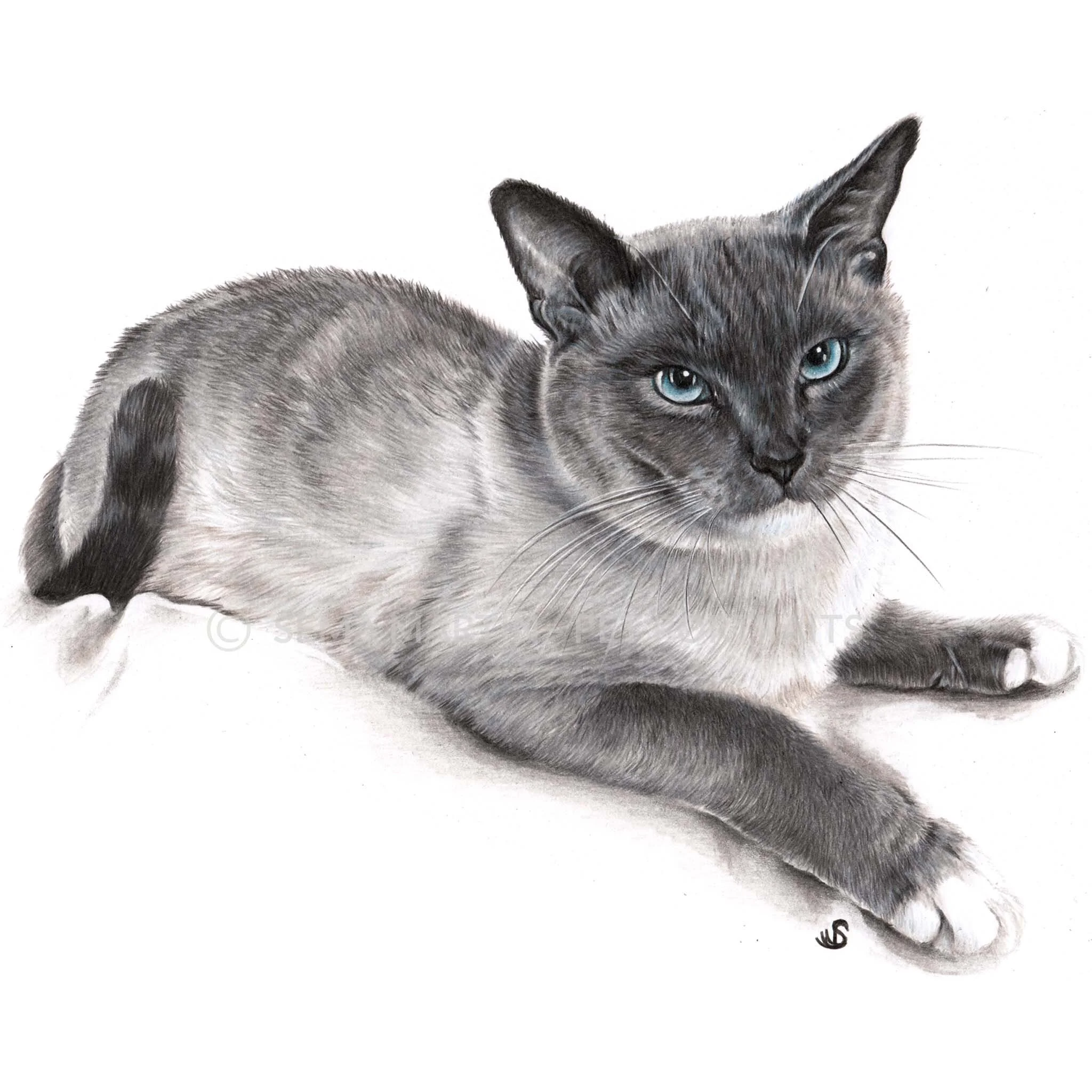 'Jazpurr' - USA, 8.3 x 11.7 inches, 2019, Color Pencil Portrait of a Snowshoe Cat