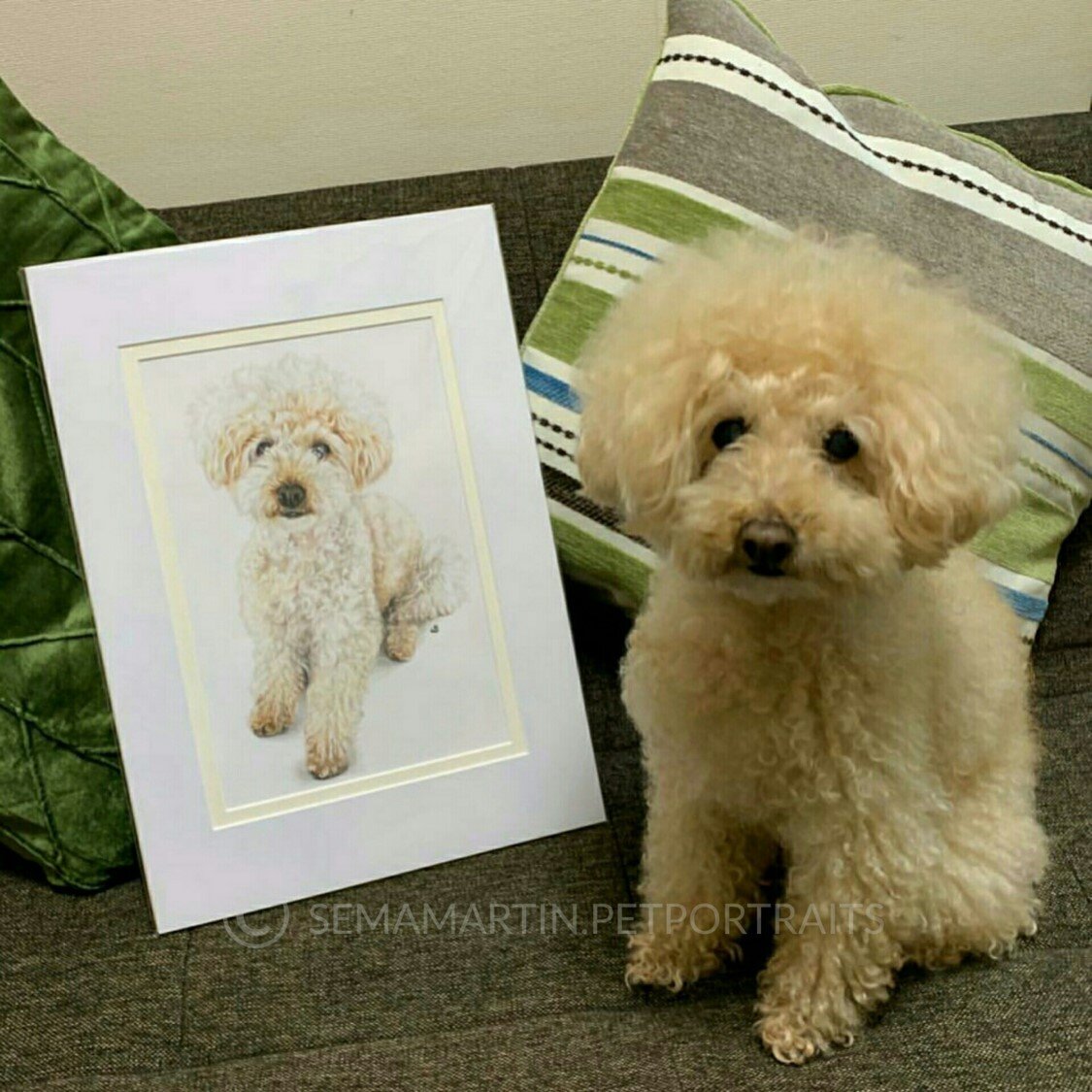 Copy of Custom Colour Pencil Dog portrait of Poodle called Coco in Japan