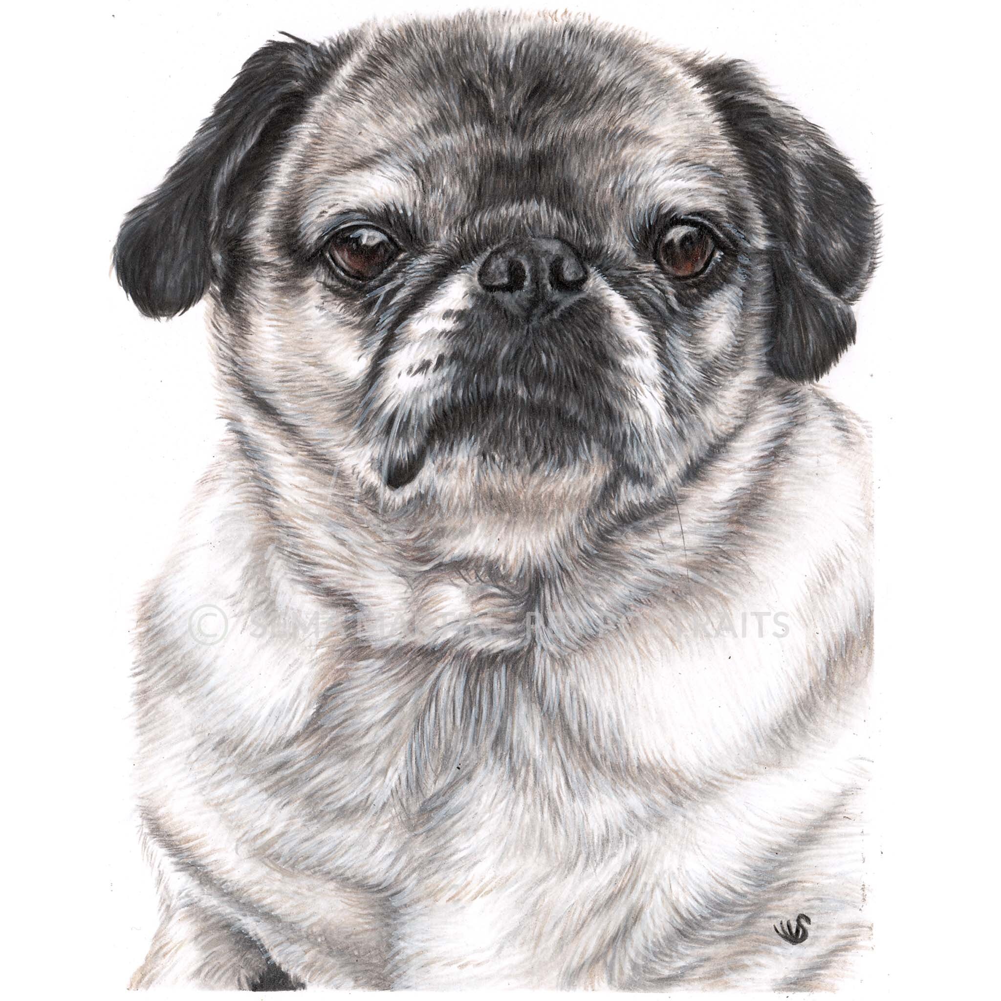 Realistic custom color pencil pet portrait drawing of a pug dog from a photo in Connecticut USA by artist Sema Martin (Copy)